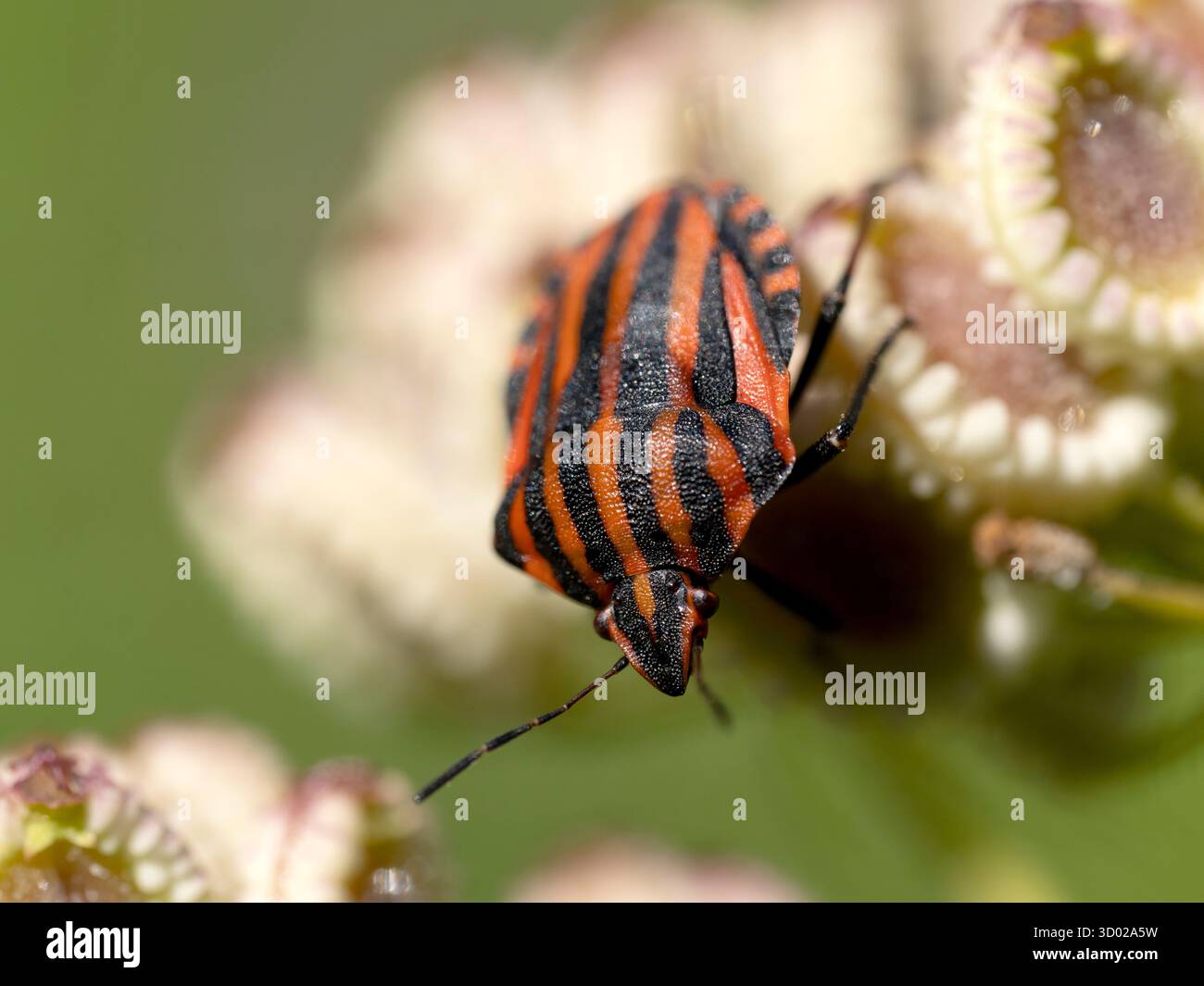 Minstrel Bug (Graphosoma italicum) près de Peschici, région du Gargano, Pouilles, Italie Banque D'Images
