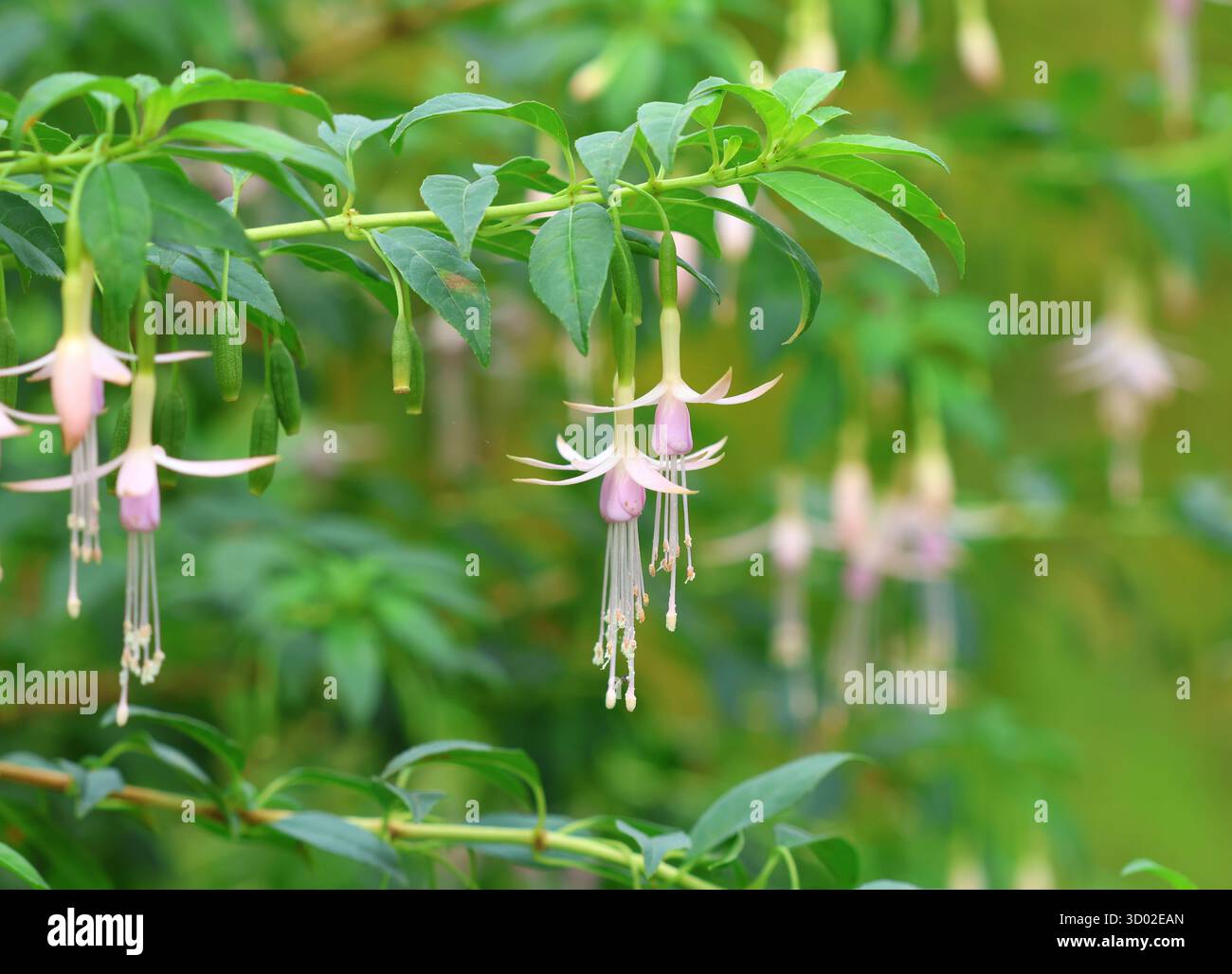 Un gros plan de la belle rustique Fushsia, Fuchsia magellanica var. Molinae 'Alba'. Banque D'Images