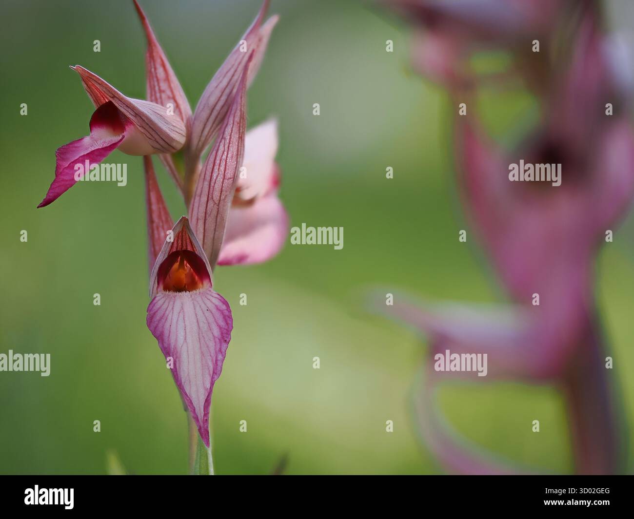 Orchidée de langue à longues lèvres (Serapias vomeracea) Bosco Spinapulci, région du Gargano, Italie, image empilée Banque D'Images
