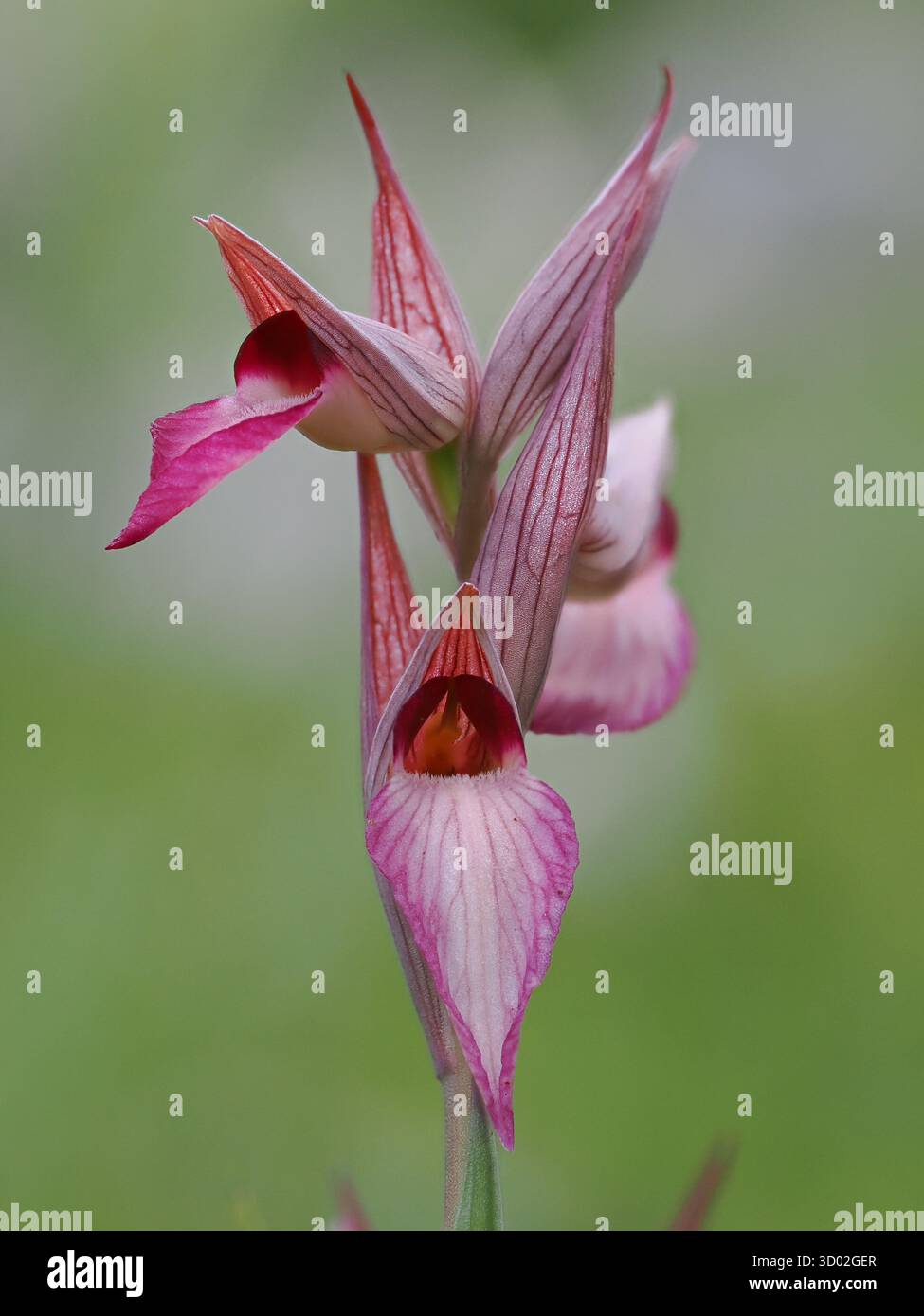 Orchidée de langue à longues lèvres (Serapias vomeracea) Bosco Spinapulci, région du Gargano, Italie, image empilée Banque D'Images
