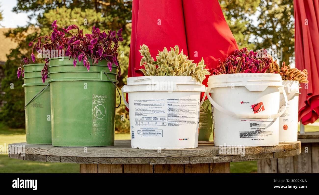 image détaillée de fleurs fraîches dans une ferme locale à sagaponack, ny Banque D'Images