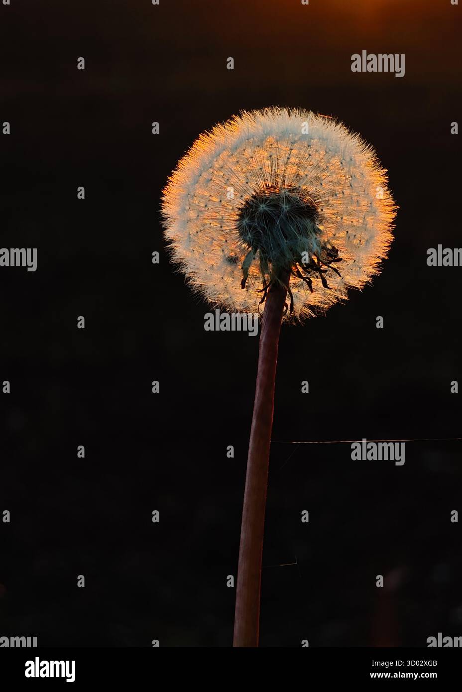 Un pissenlit se tient dans l'obscurité. Le soleil se couche et le pissenlit brille Banque D'Images