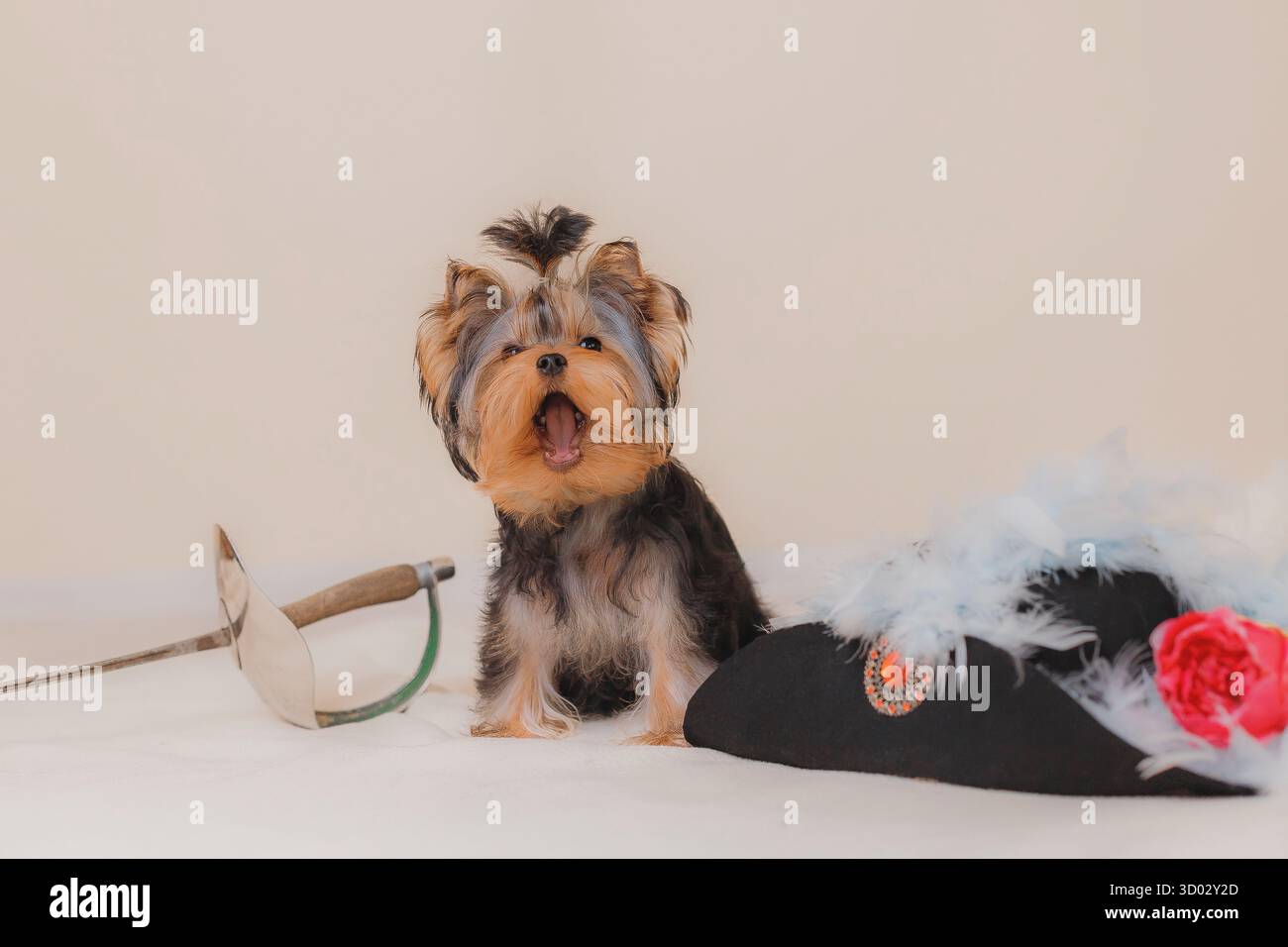Chiot Yorkshire Terrier bâillant près de l'épée d'escrime et chapeau de mousquetaire avec des plumes bleues. Banque D'Images