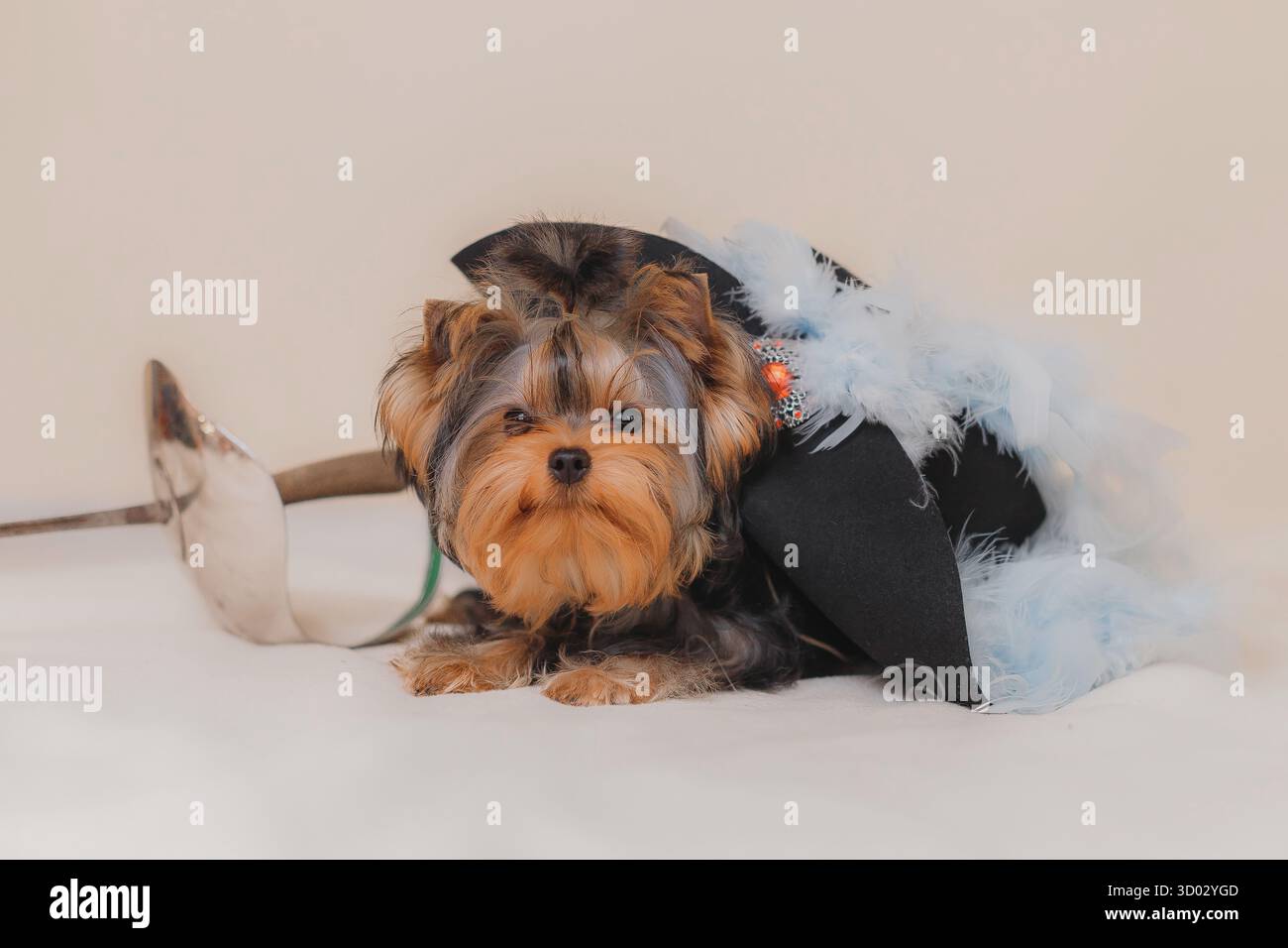 Chiot Yorkshire Terrier couché sous un chapeau noir décoratif avec des plumes à côté de l'épée d'escrime. Banque D'Images