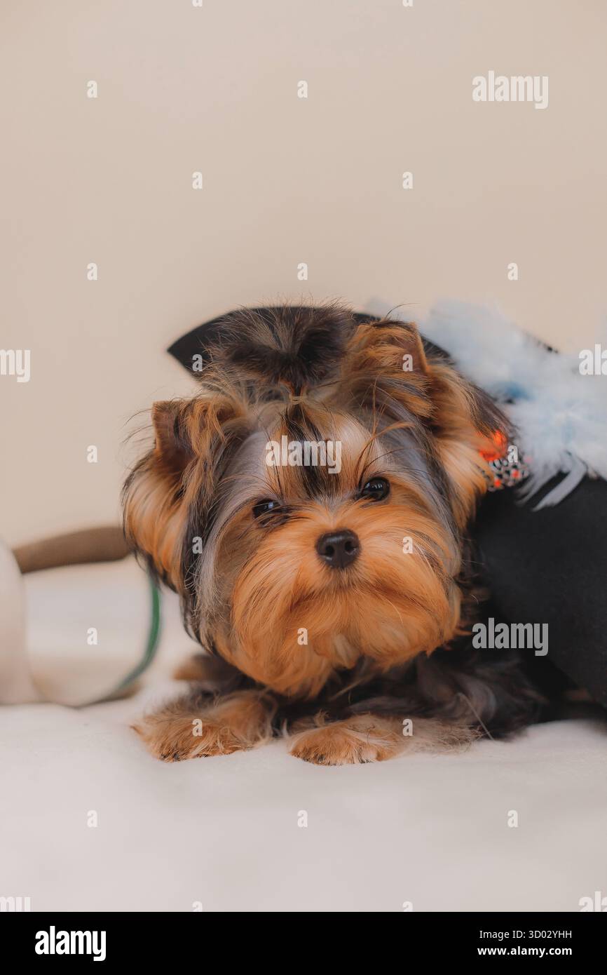 Chiot Yorkshire Terrier couché près de l'épée d'escrime et chapeau noir avec des plumes, vue rapprochée. Banque D'Images