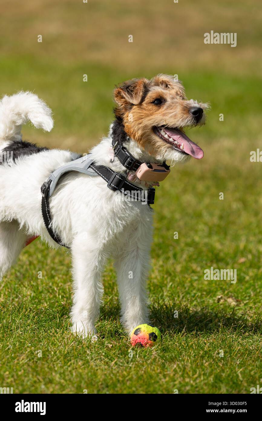 Un Fox terrier de fil debout regardant heureux avec une balle à ses pieds. Banque D'Images