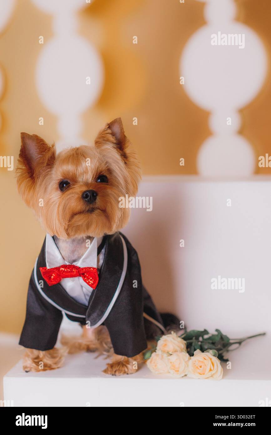 Yorkshire Terrier portant noeud papillon rouge smoking assis cube blanc près des roses, studio de portrait d'animal de compagnie de luxe. Banque D'Images