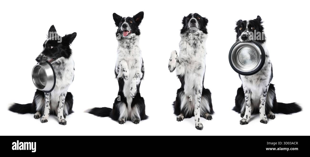 Chien Border Collie isolé sur blanc, ensemble de photos Banque D'Images