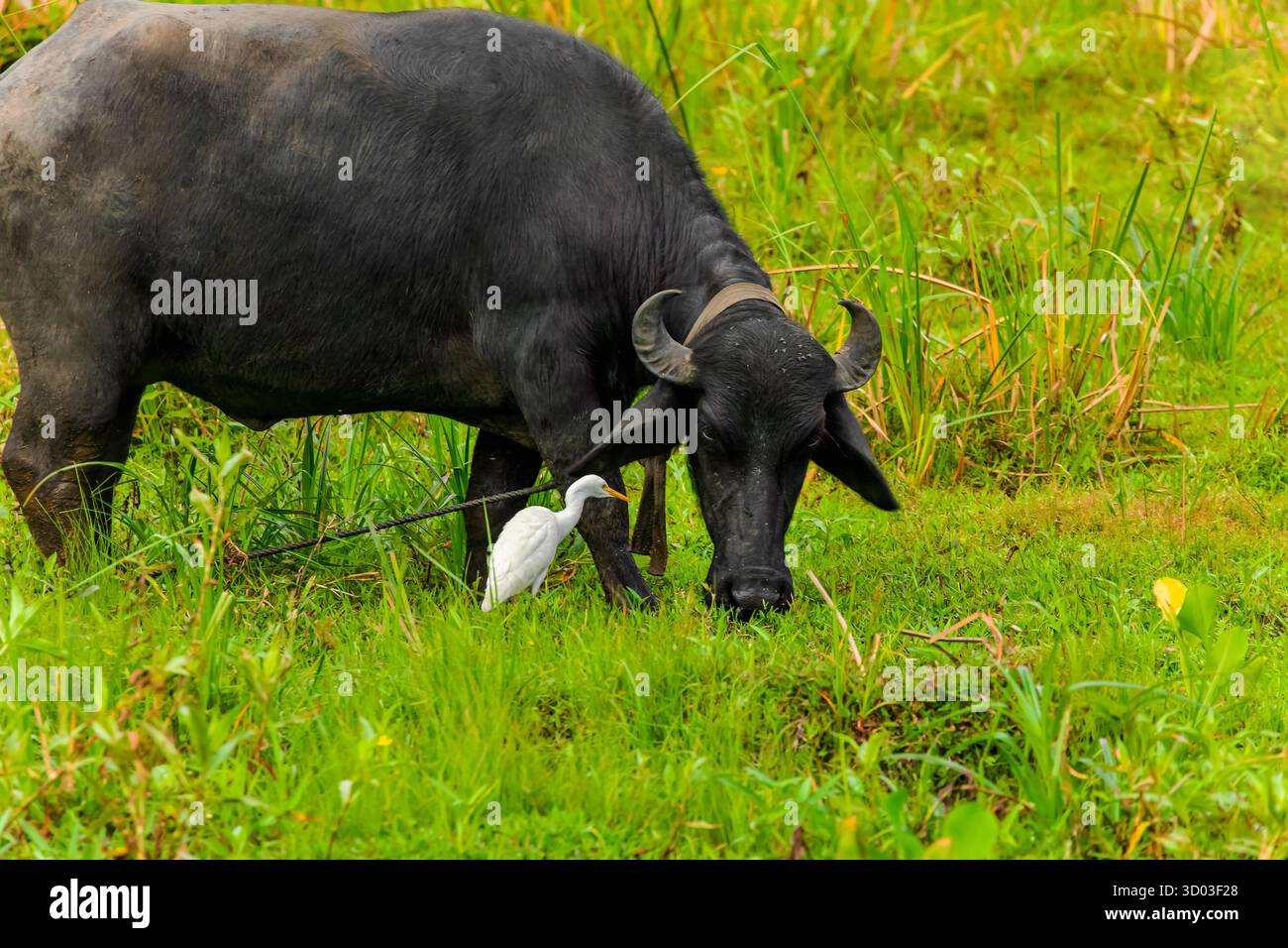 De grandes vaches noires sri lankaises broutent dans un pré entouré de hérons blancs Banque D'Images