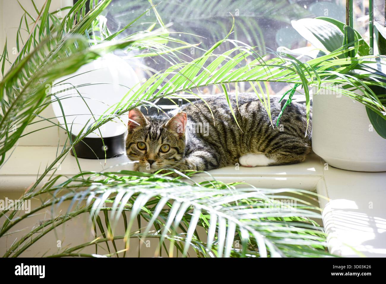 Jeune chat jouant à l'intérieur dans un intérieur de maison de famille le chaton se cache derrière une plante de maison près de la fenêtre Banque D'Images