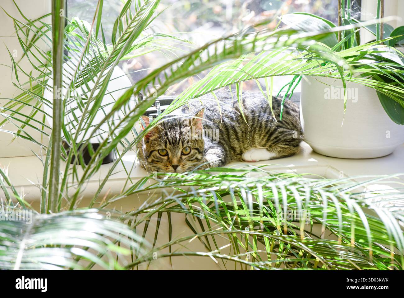 Jeune chat jouant à l'intérieur dans un intérieur de maison de famille le chaton se cache derrière une plante de maison près de la fenêtre Banque D'Images