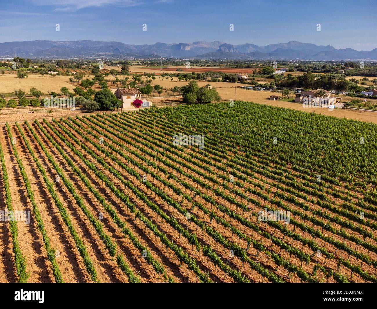 Champ avec vignes, VINYA TAUJANA Winery, Santa Eugenia, Majorque, Îles Baléares, Espagne Banque D'Images