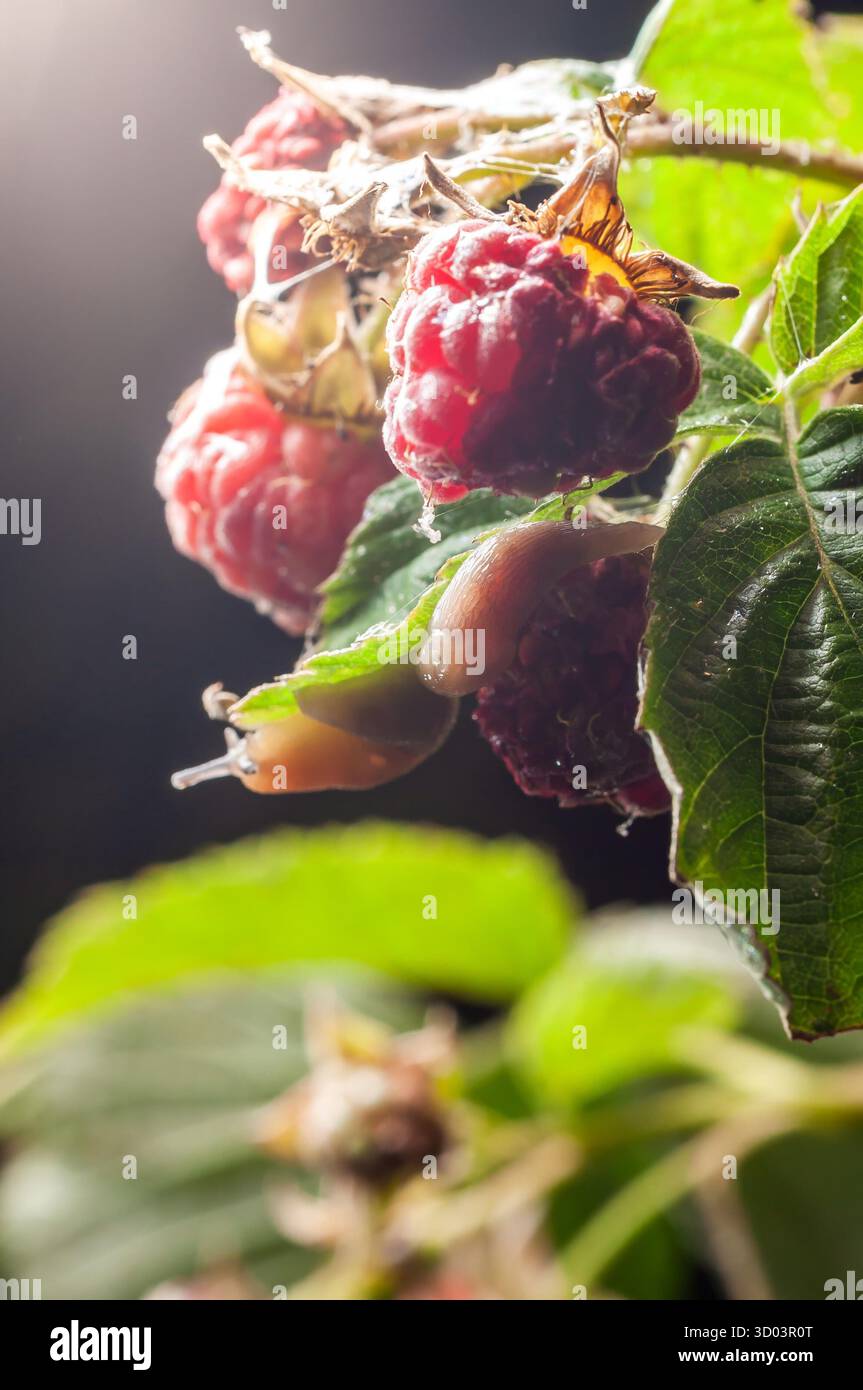 Gros plan de framboises fraîches sur une branche, avec des limaces mangeant le fruit. ECLAIRAGE naturel avec un fond sombre. Banque D'Images