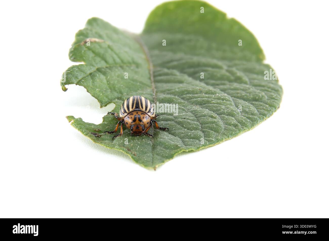 Coléoptère de la pomme de terre du Colorado endommageant les feuilles de pomme de terre sur fond blanc, soulignant la menace de perte de cultures et le risque de dommages agricoles importants Banque D'Images
