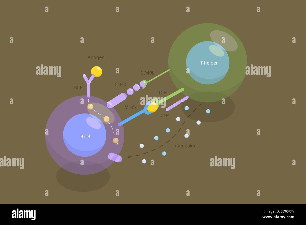 Illustration plate isométrique 3D de l'activation des lymphocytes B dépendante des lymphocytes T, système immunitaire adaptatif Banque D'Images