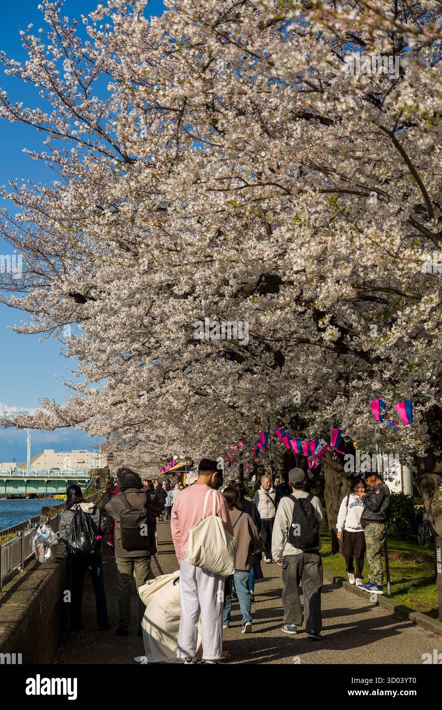 Touristes et habitants appréciant le festival Hanami sous les arbres sakura près de la rivière au Japon Banque D'Images