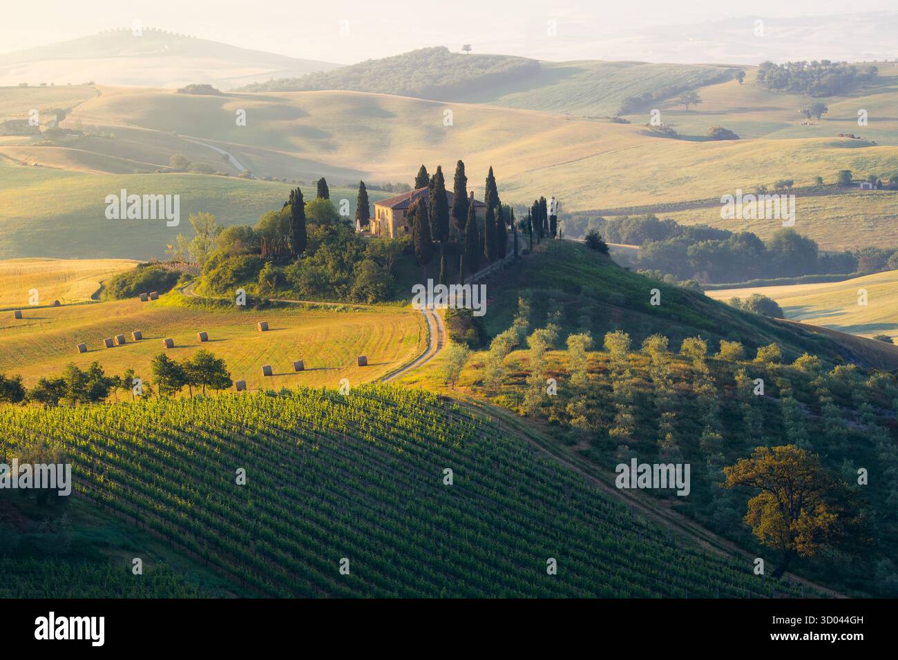 Les agriculteurs toscans cultivent des vignes et des champs autour d'une ferme classique avec des cyprès. Banque D'Images