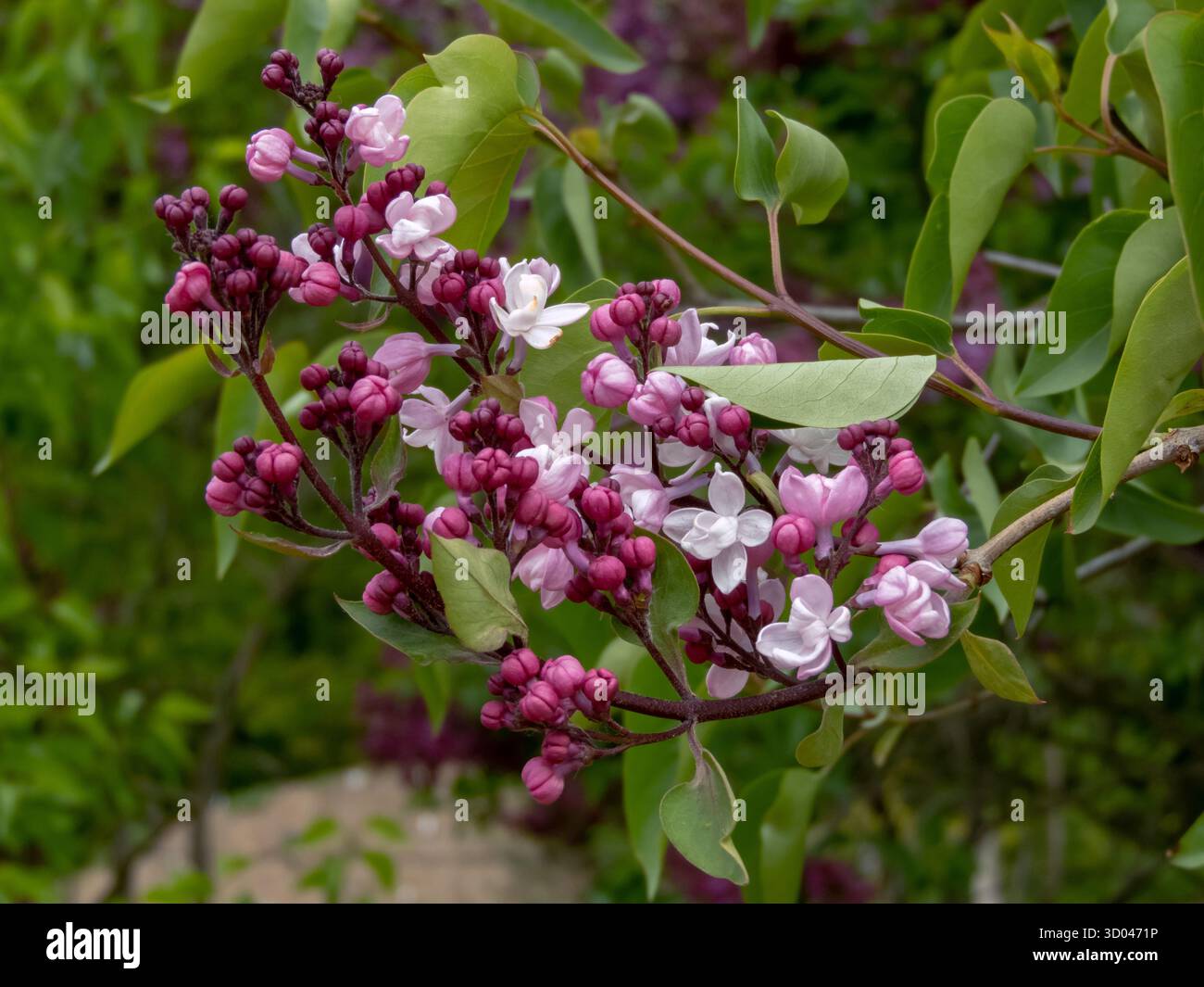 Gros plan des fleurs roses douces de Syringa vulgaris avec des bourgeons de framboise foncés, capturant la beauté délicate d'un jardin printanier en fleurs Banque D'Images