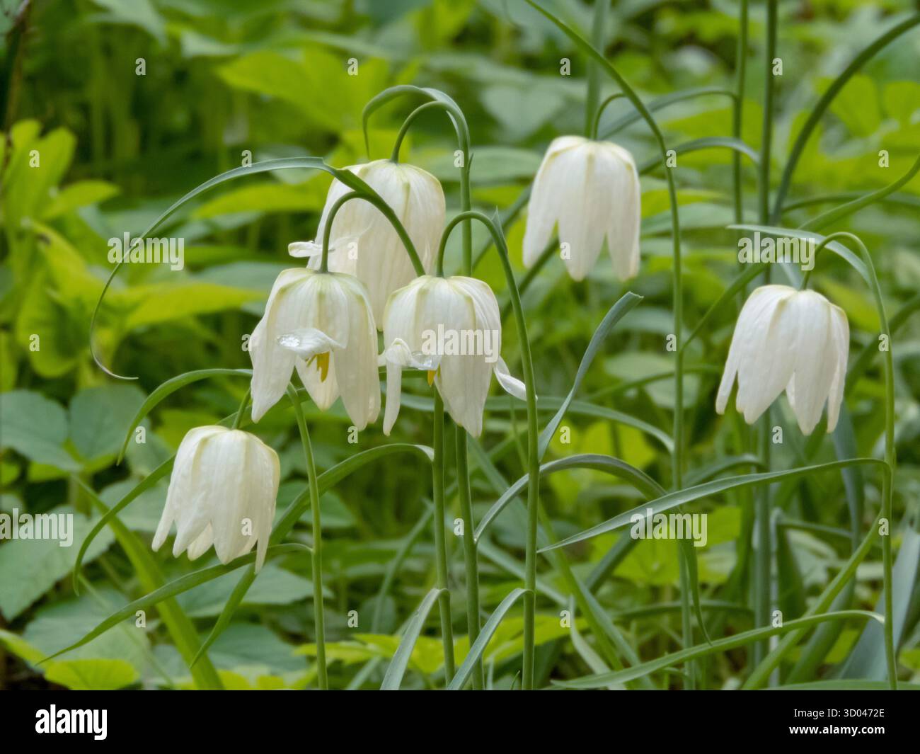 Groupe de délicates fleurs blanches de Fritillaria meleagris alba en fleurs. Fleurs sauvages printanières élégantes avec des fleurs en forme de cloche de tête. Banque D'Images