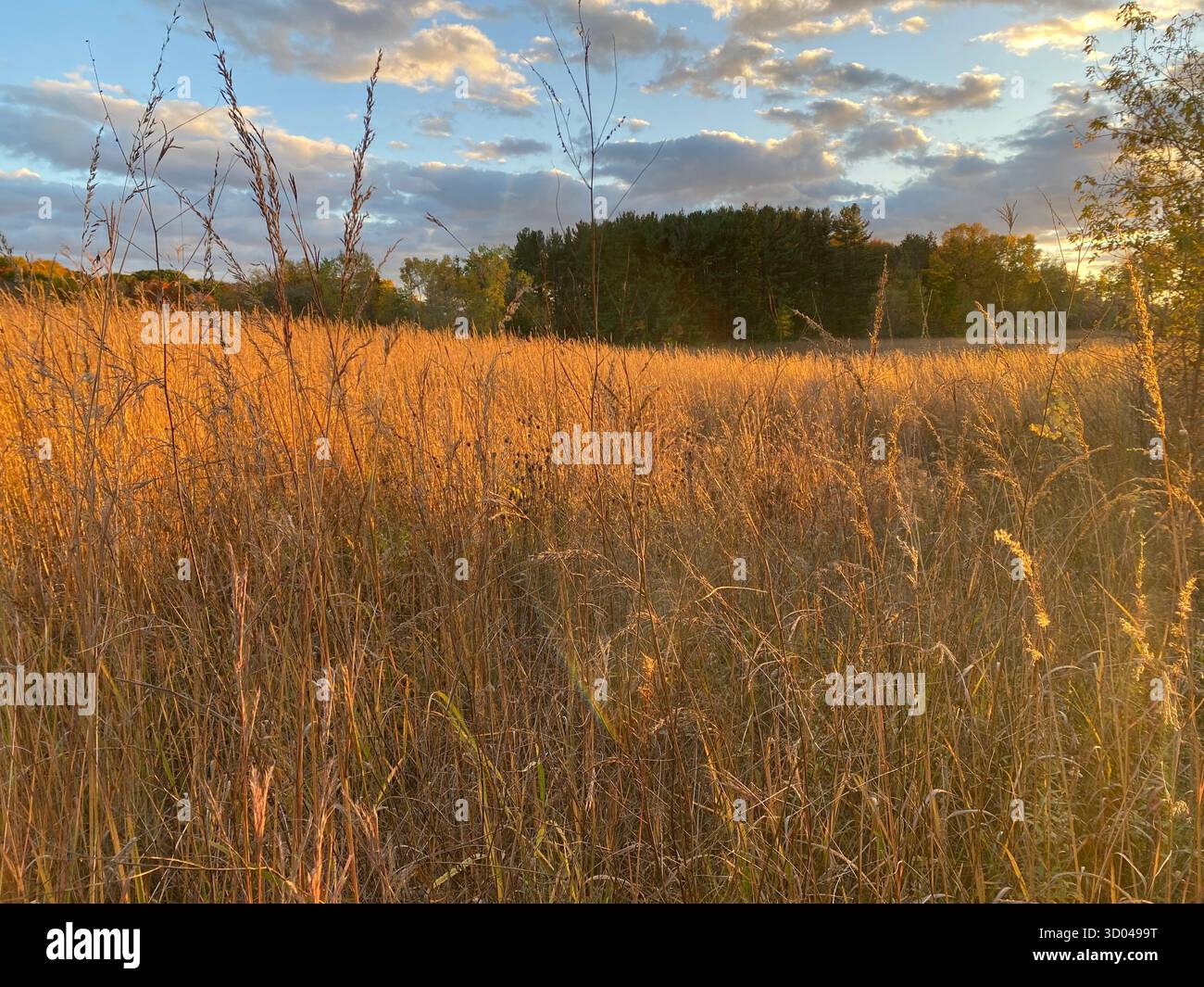 Prairie avant le coucher du soleil, couleurs dorées, hautes herbes, arbres en arrière-plan - Image de stock capturée avec un smartphone
