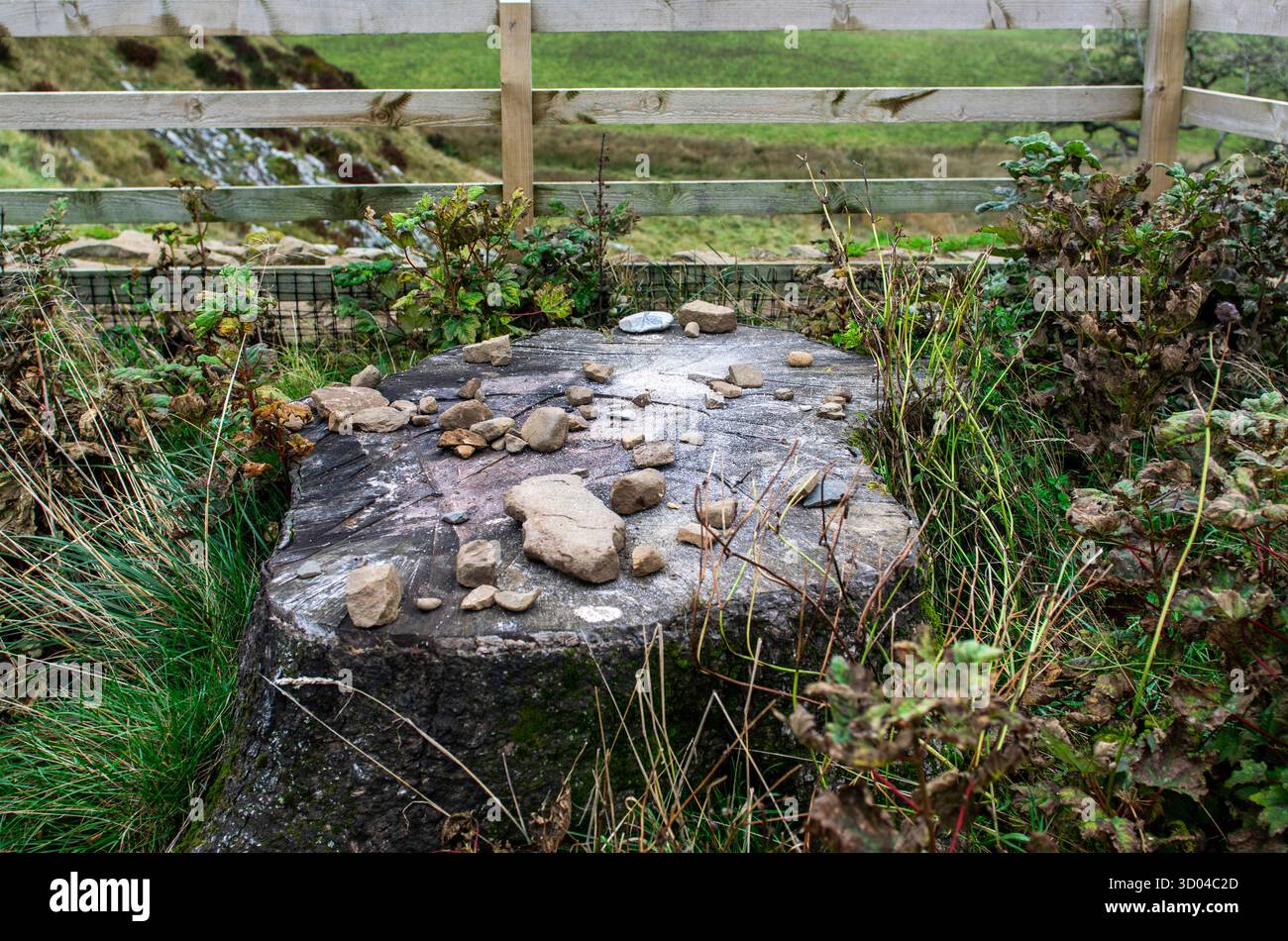 Souche restante de l'arbre vandalisé à Sycamore Gap dans le Northumberland, Angleterre, Royaume-Uni, qui a été abattu illégalement en 2023. Banque D'Images