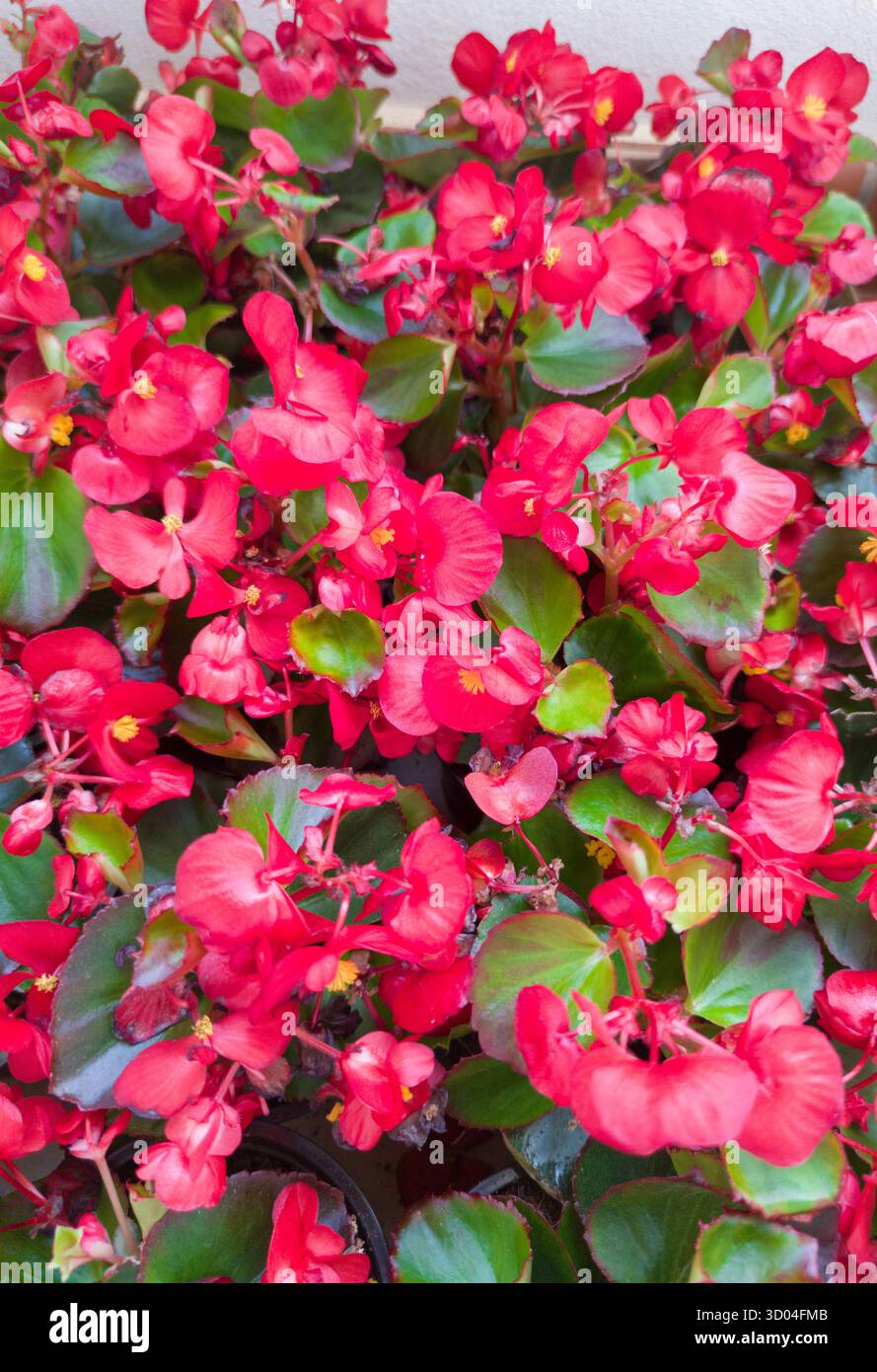 Begonia semperflores ou aile de dragon vegonia. Pots dans une boîte en carton prête à être plantée Banque D'Images