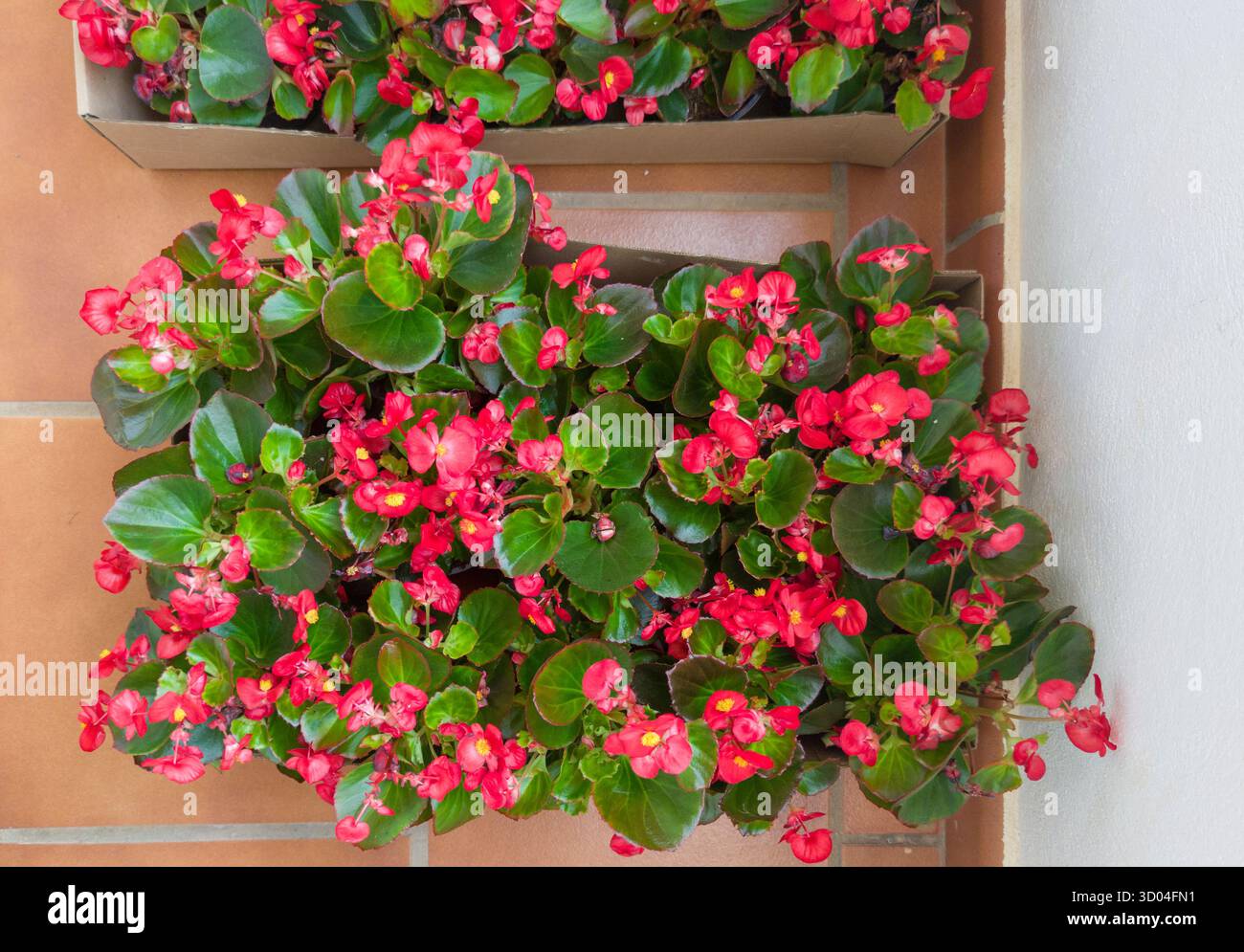 Begonia semperflores ou aile de dragon vegonia. Pots dans une boîte en carton prête à être plantée Banque D'Images