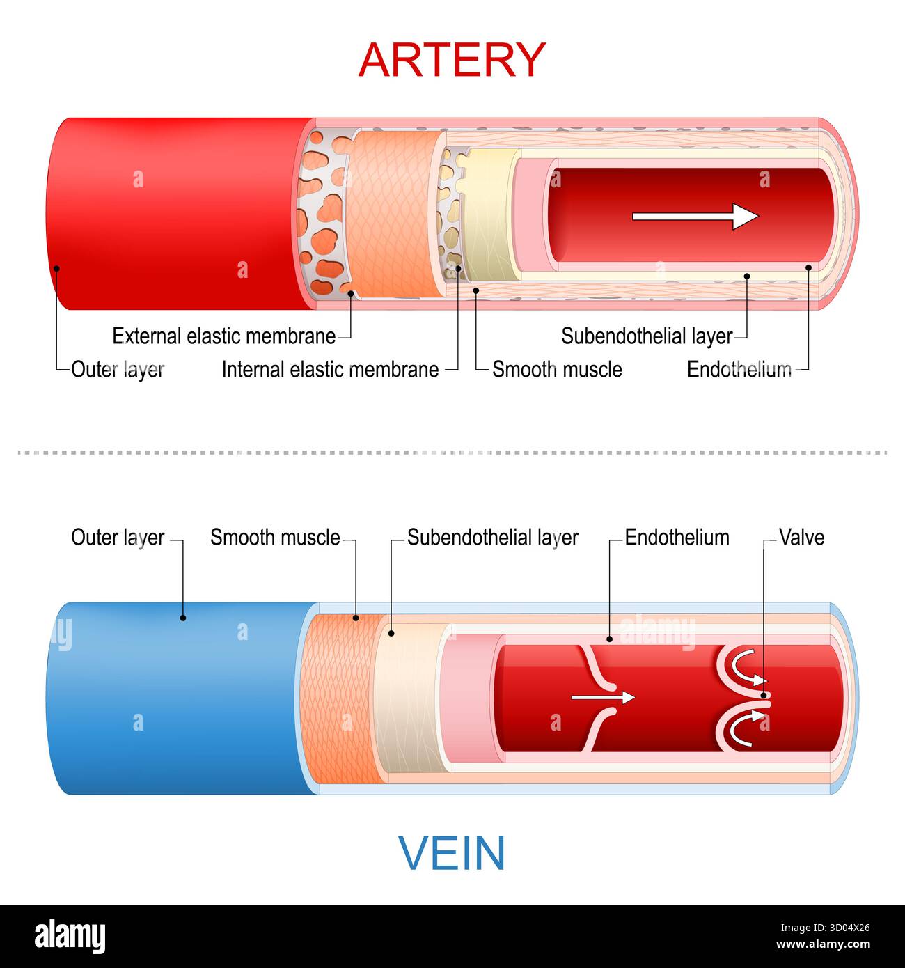 Anatomie artère et veine. Structure et flux sanguin. Coupe transversale de la paroi des vaisseaux sanguins. Appareil circulatoire. Rouge - sang oxygéné, bleu - désoxygéné Illustration de Vecteur