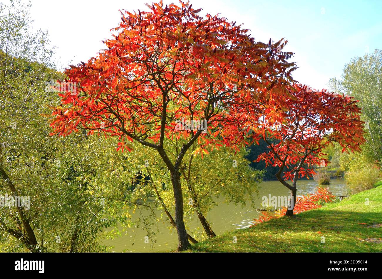 Arbres de vinaigre en automne, étang de pêche de Zalacsány, Hongrie Banque D'Images