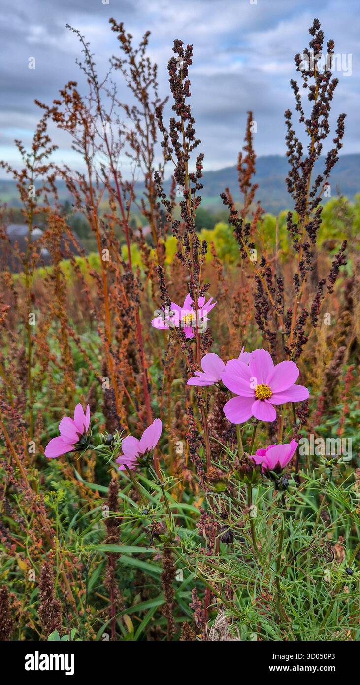 Fleur de Marguerite violette fleurissant sur le champ d'automne avec la lumière chaude du soleil et le fond naturel doux. - Image de stock capturée avec un smartphone