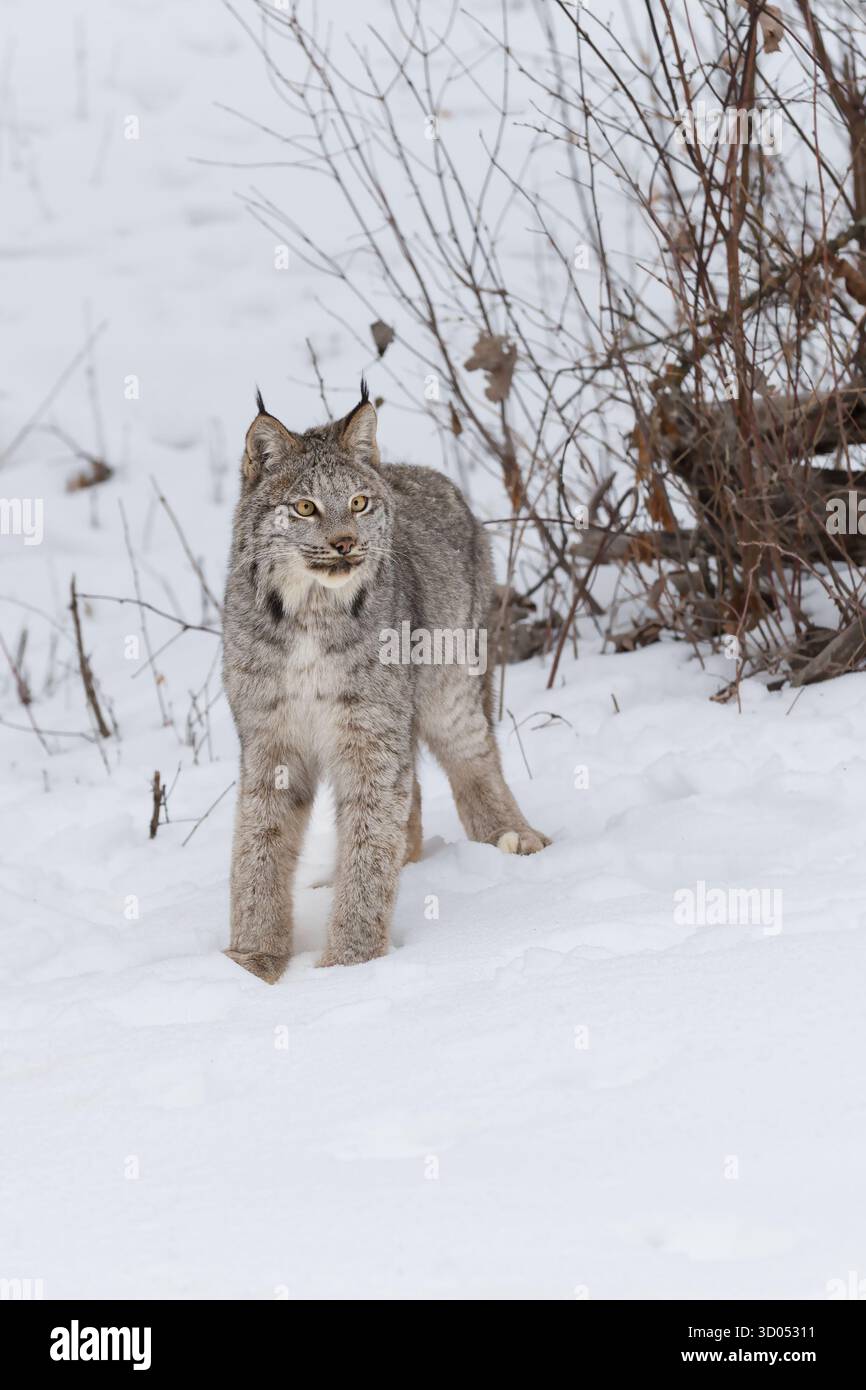 Lynx canadien (Lynx canadensis) de Brush regarde les oreilles droites piquées - animal captif Banque D'Images