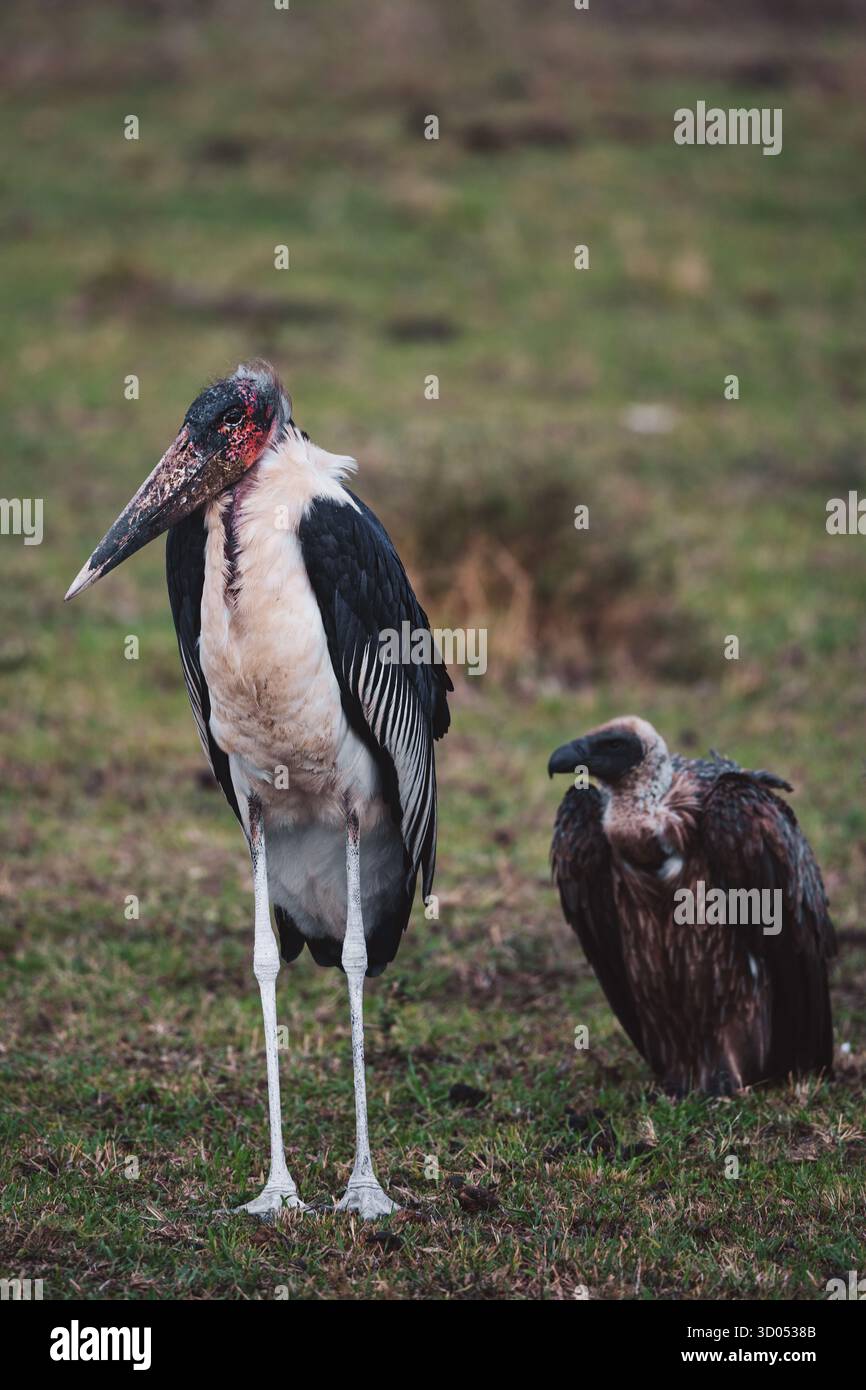 Images d'oiseaux d'Afrique de l'est, de Tanzanie et du Kenya, dans des habitats naturels, mettant en évidence le plumage, le comportement et la diversité de la faune dans toute la région. Banque D'Images