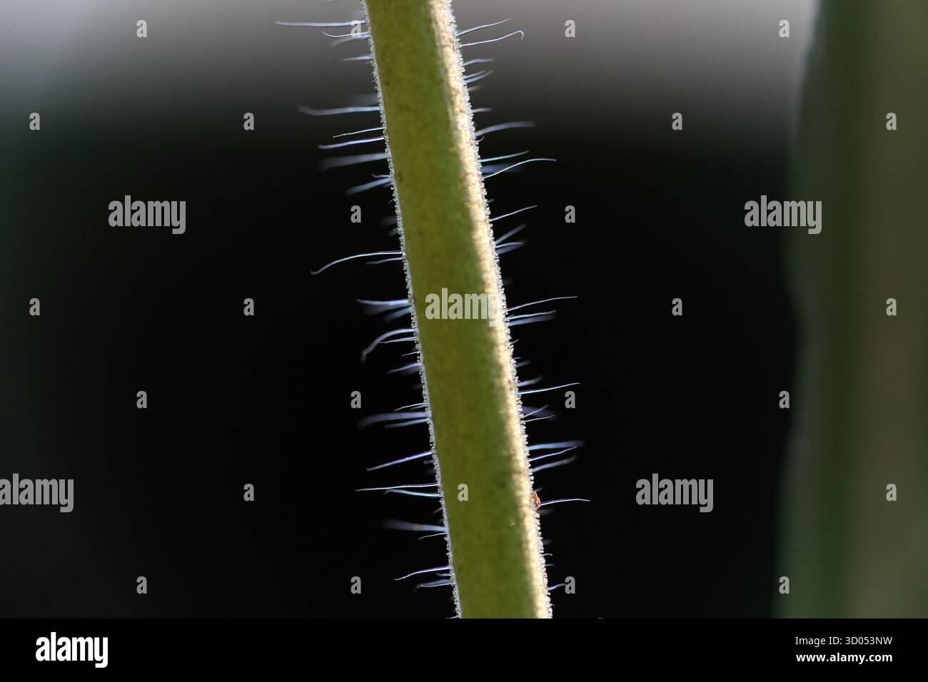 Plan macro d'une tige poilue (trichomes) d'une plante Banque D'Images