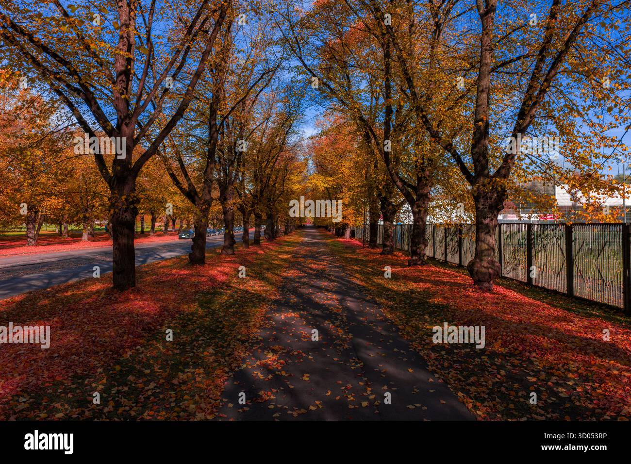 Chemin d'automne doré à Riga avec des arbres formant un tunnel de couleur Banque D'Images