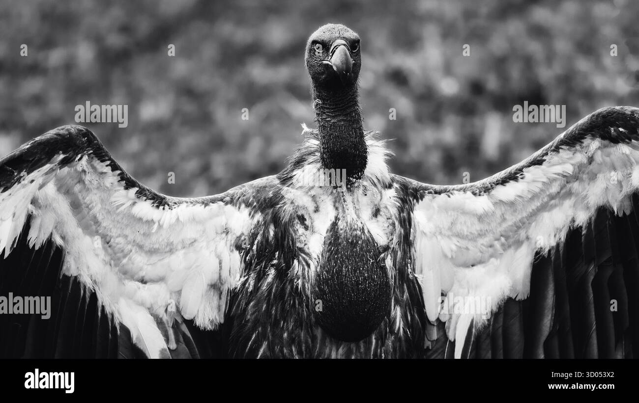 Images d'oiseaux d'Afrique de l'est, de Tanzanie et du Kenya, dans des habitats naturels, mettant en évidence le plumage, le comportement et la diversité de la faune dans toute la région. Banque D'Images