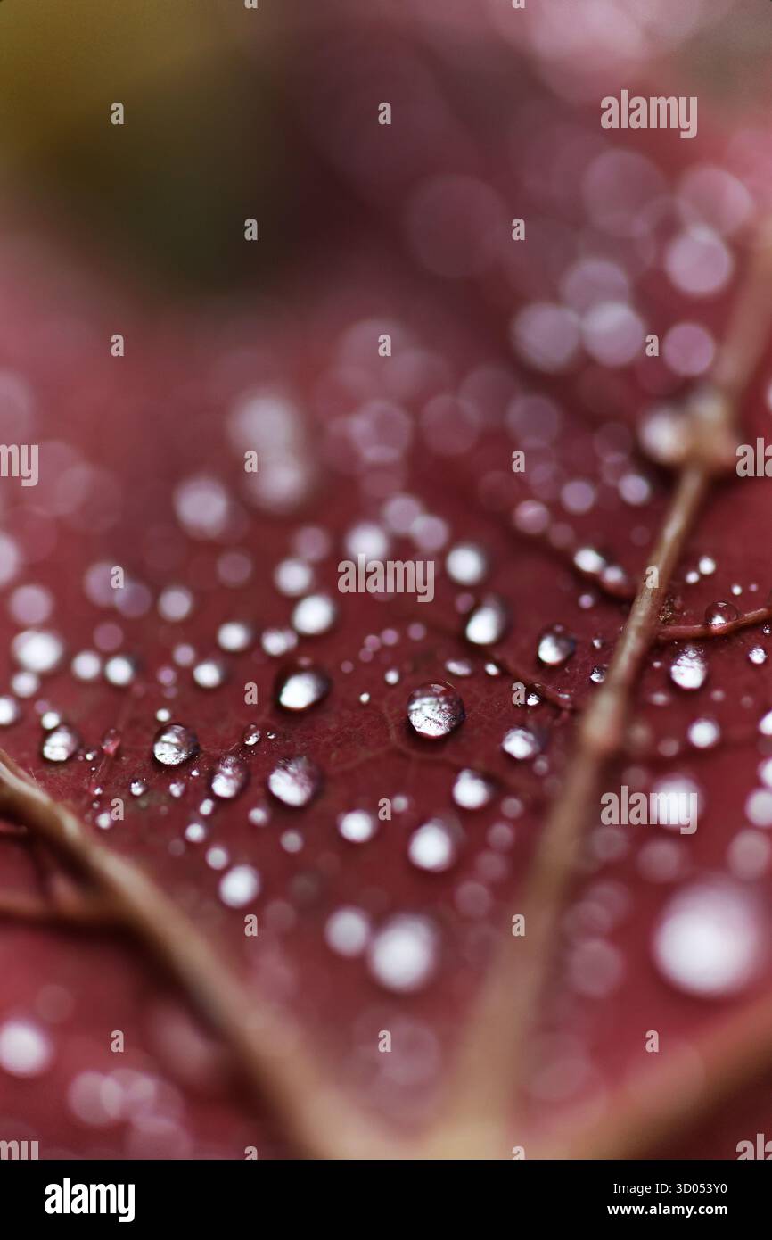 Gros plan de gouttelettes d'eau sur une feuille d'automne rouge tombée Banque D'Images
