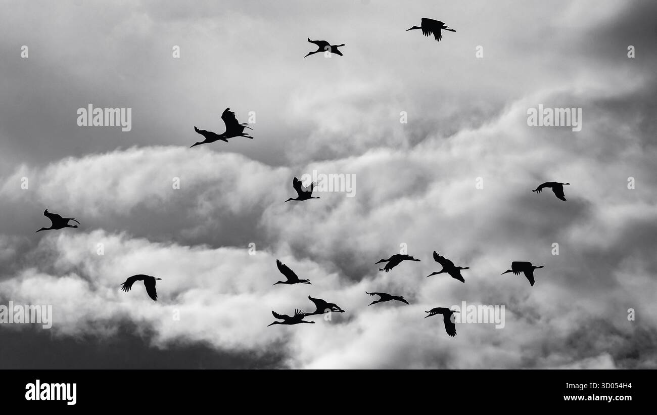 Images d'oiseaux d'Afrique de l'est, de Tanzanie et du Kenya, dans des habitats naturels, mettant en évidence le plumage, le comportement et la diversité de la faune dans toute la région. Banque D'Images