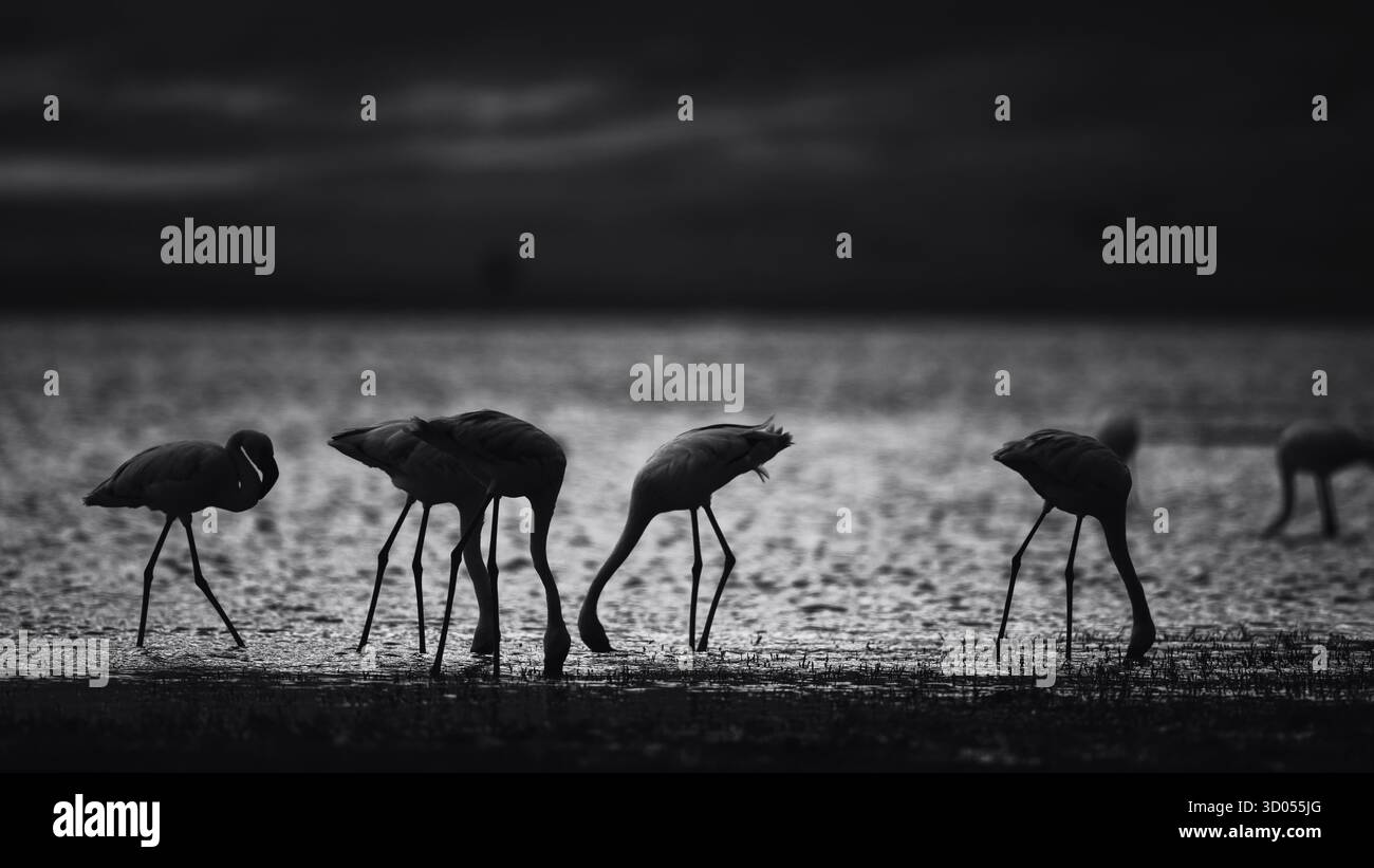 Images d'oiseaux d'Afrique de l'est, de Tanzanie et du Kenya, dans des habitats naturels, mettant en évidence le plumage, le comportement et la diversité de la faune dans toute la région. Banque D'Images