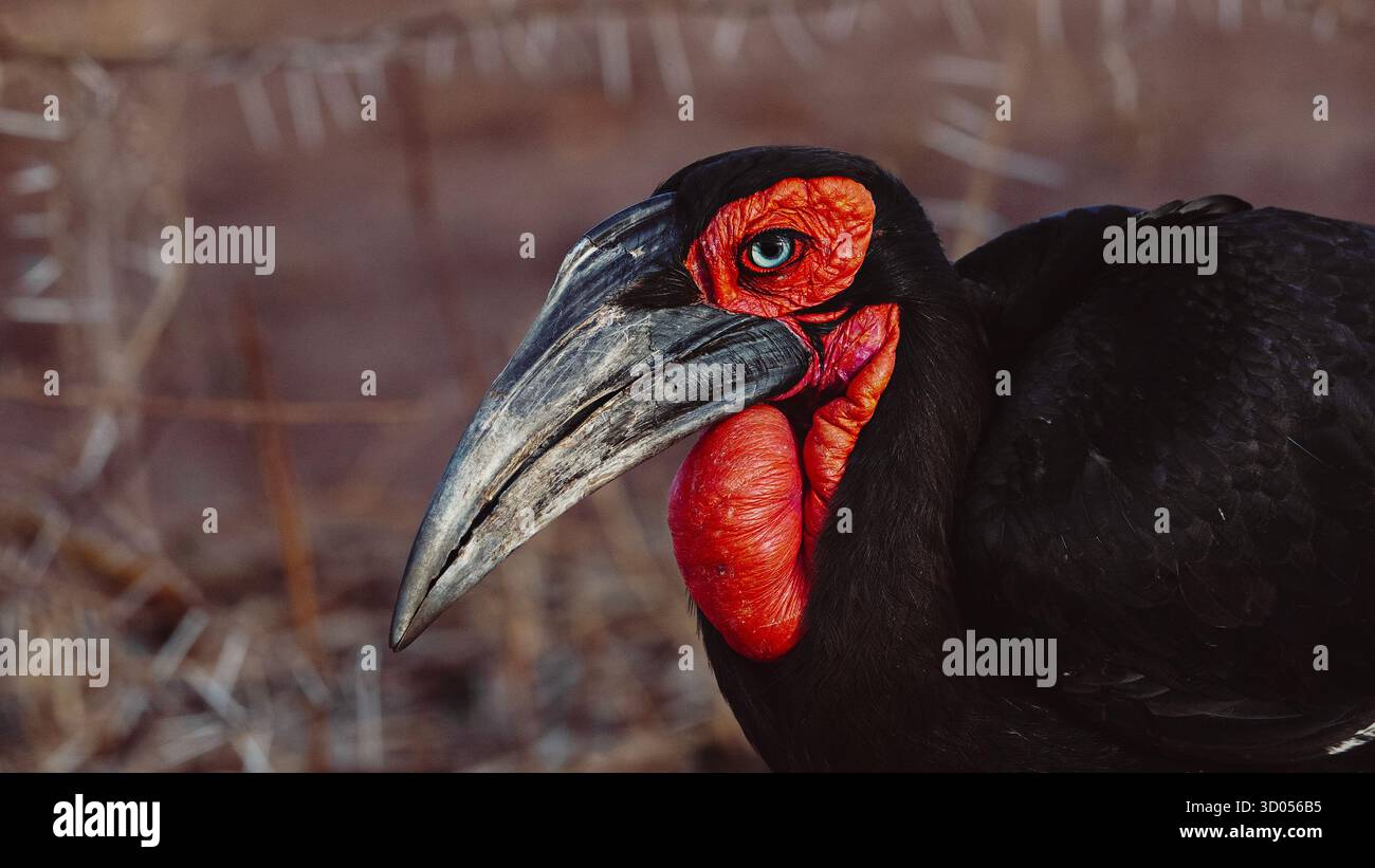 Images d'oiseaux d'Afrique de l'est, de Tanzanie et du Kenya, dans des habitats naturels, mettant en évidence le plumage, le comportement et la diversité de la faune dans toute la région. Banque D'Images