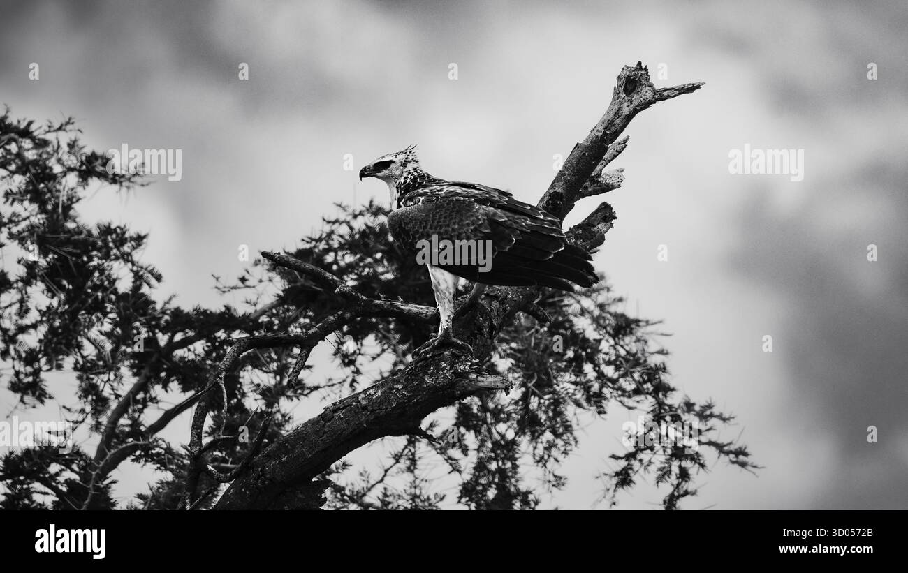 Images d'oiseaux d'Afrique de l'est, de Tanzanie et du Kenya, dans des habitats naturels, mettant en évidence le plumage, le comportement et la diversité de la faune dans toute la région. Banque D'Images