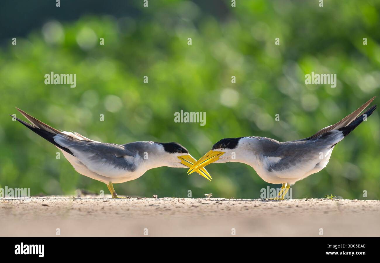 Deux sternes à gros bec (Phaetusa simplex) avec des becs croisés, des becs jaunes, une danse d'accouplement, un fond vert doux Banque D'Images