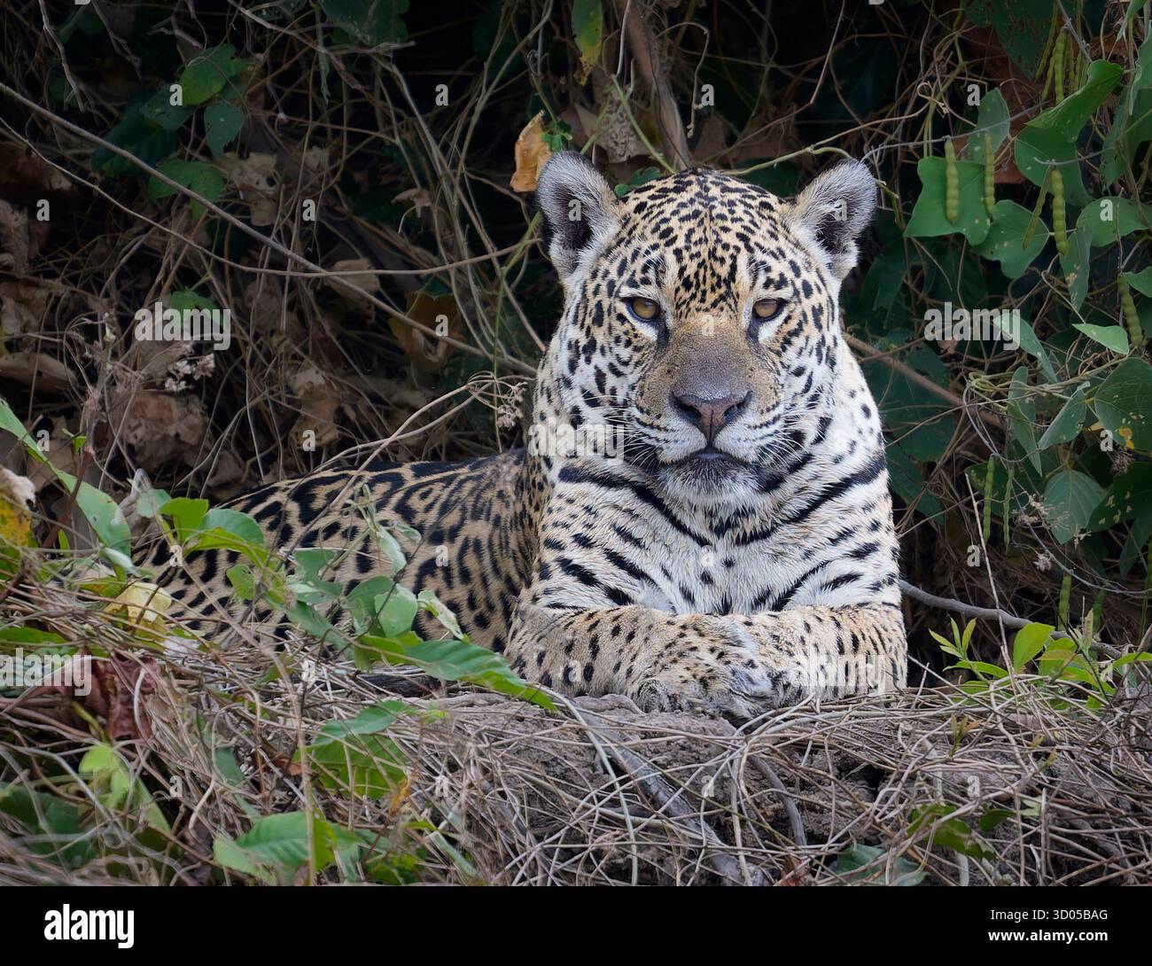 Portrait de Jaguar (Panthera ONCA) sur une rive de rivière dans le Pantanal, contact visuel Banque D'Images