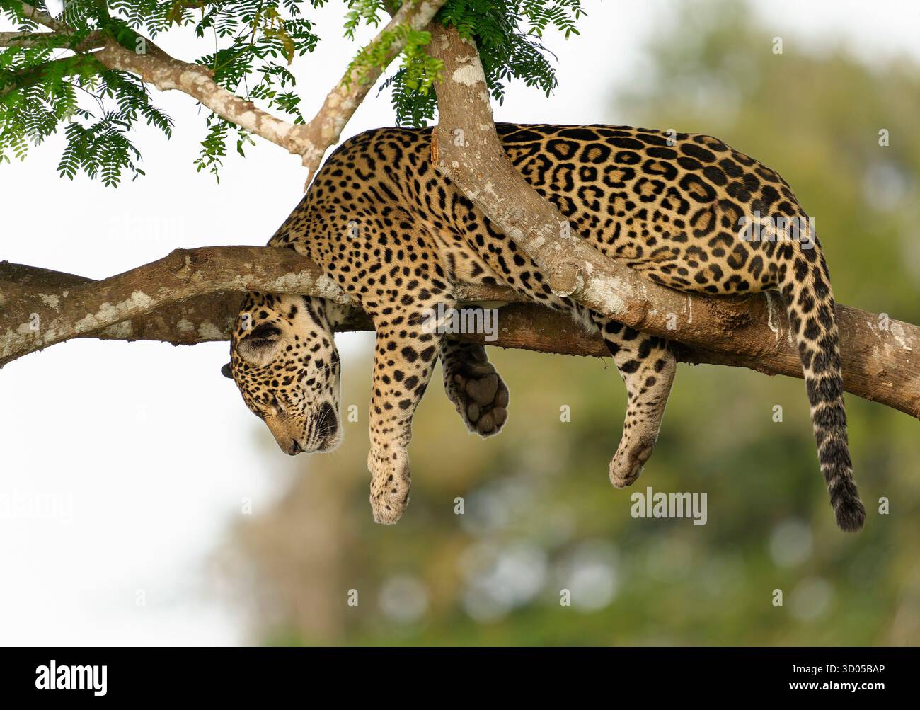 Jaguar (Panthera ONCA) reposant sur une branche d'arbre au-dessus d'une rivière dans le Pantanal à la recherche de caïman, face à gauche Banque D'Images