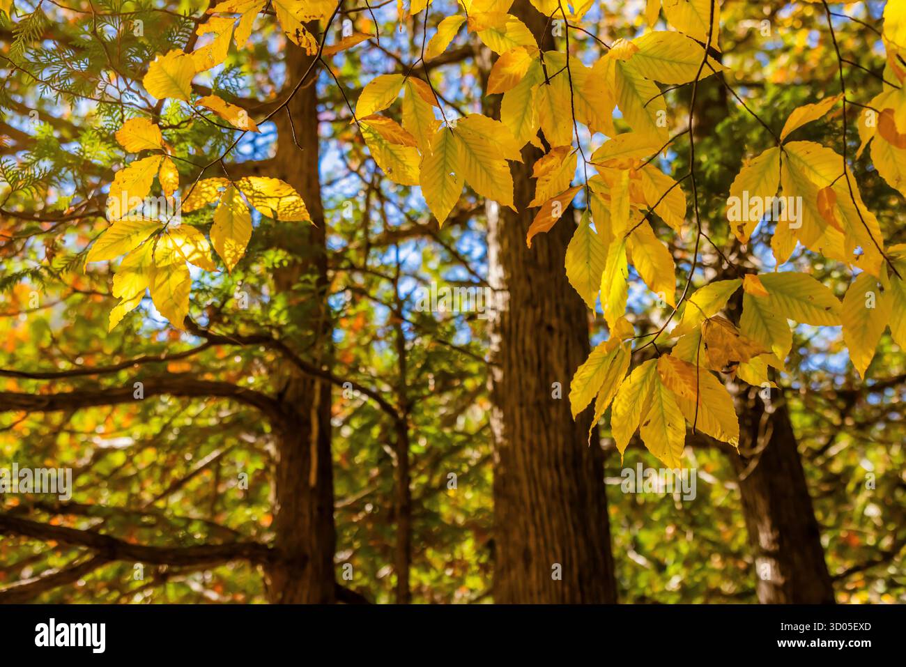 Cèdre blanc du Nord et hêtre américain le long de la rivière Chippewa en octobre, réserve Sylvan Solace, Michigan, États-Unis Banque D'Images