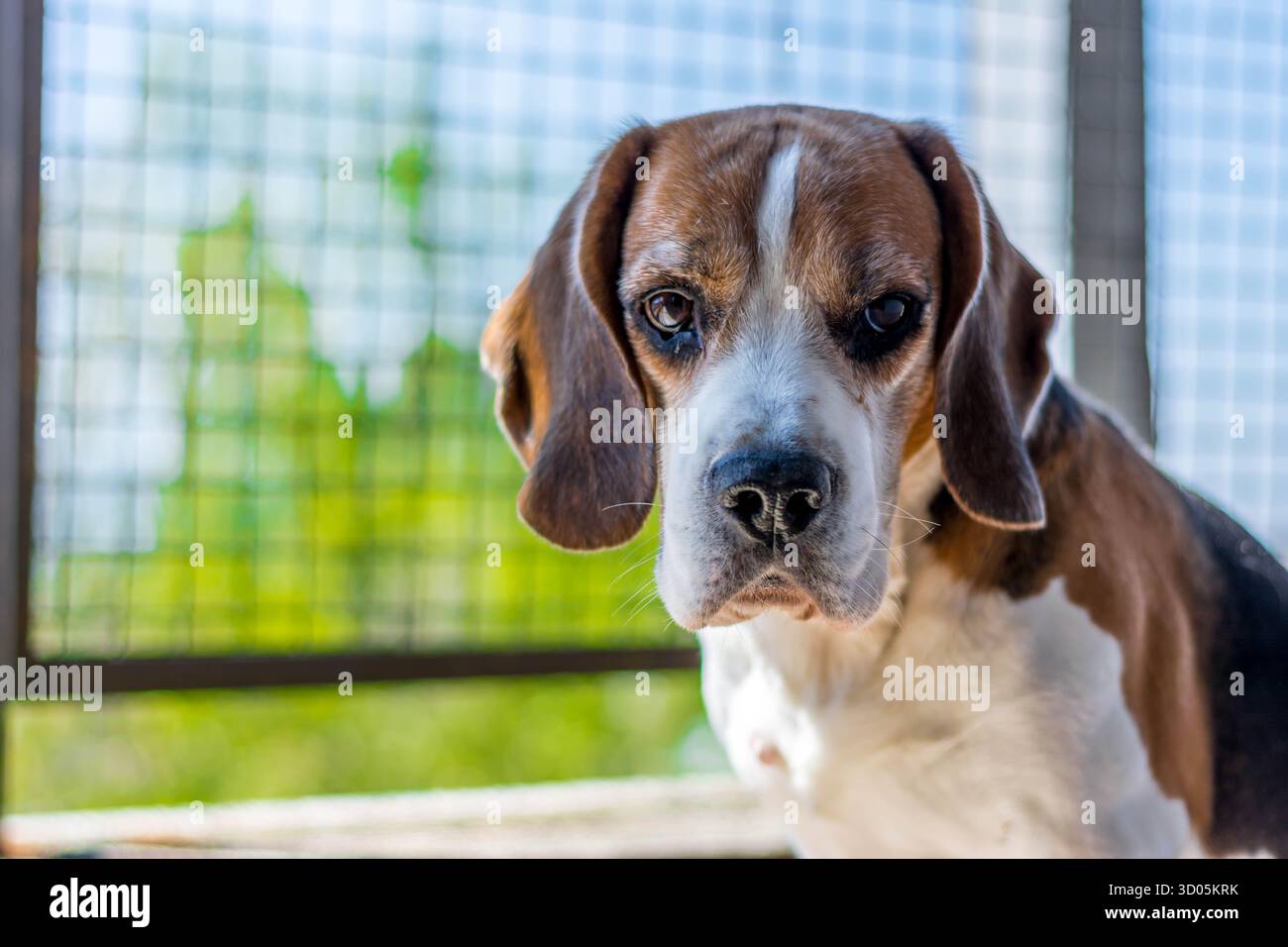 Portrait de notre animal de compagnie Beagle Banque D'Images