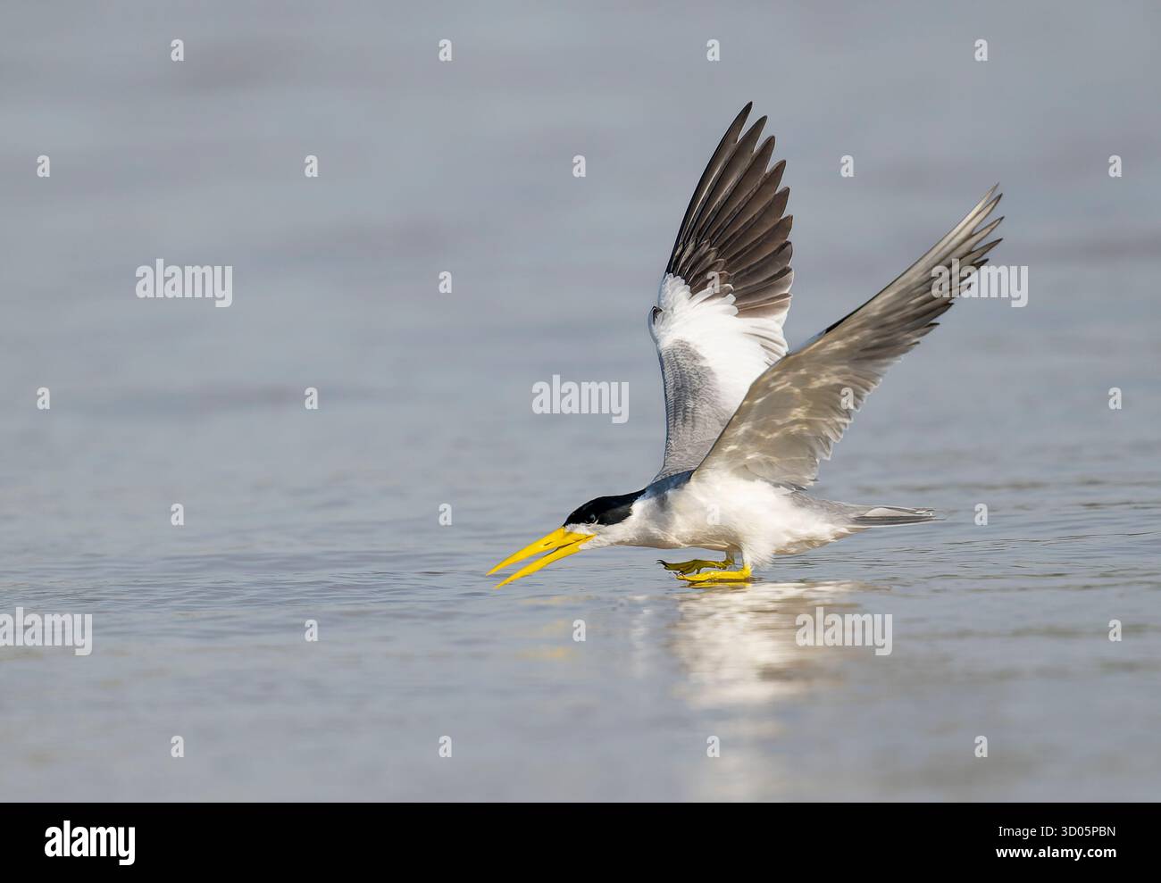 Sterne à grand bec (Phaetusa simplex) atterrissant sur l'eau avec les deux pieds juste au-dessus de la surface, grand bec jaune, fond d'eau, espace pour la copie Banque D'Images
