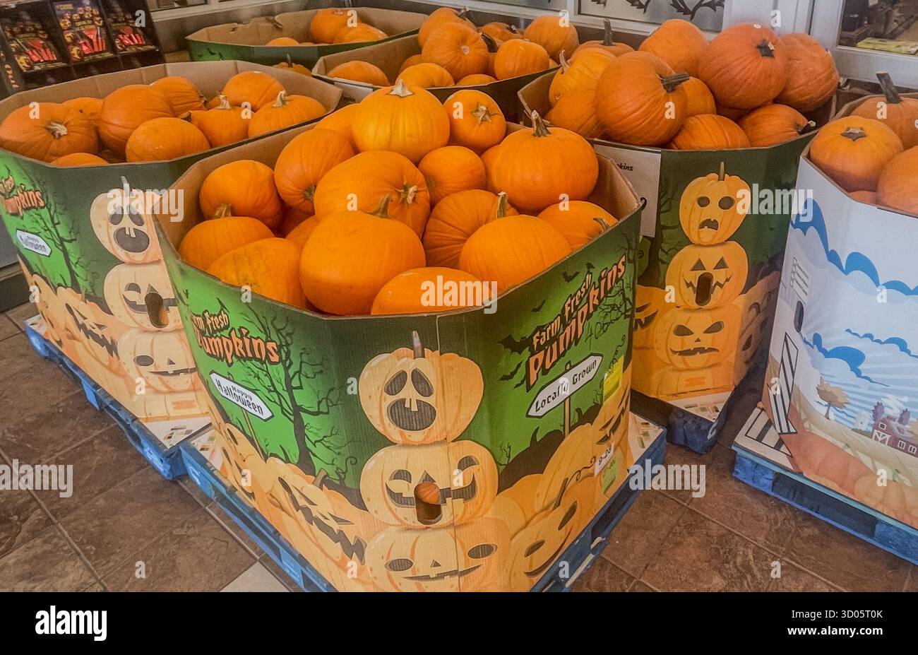 Un grand présentoir en carton rempli de citrouilles vibrantes pour les marchés d'Halloween et d'automne. Les citrouilles orange vif créent un magasin festif et automnal - Image de stock capturée avec un smartphone