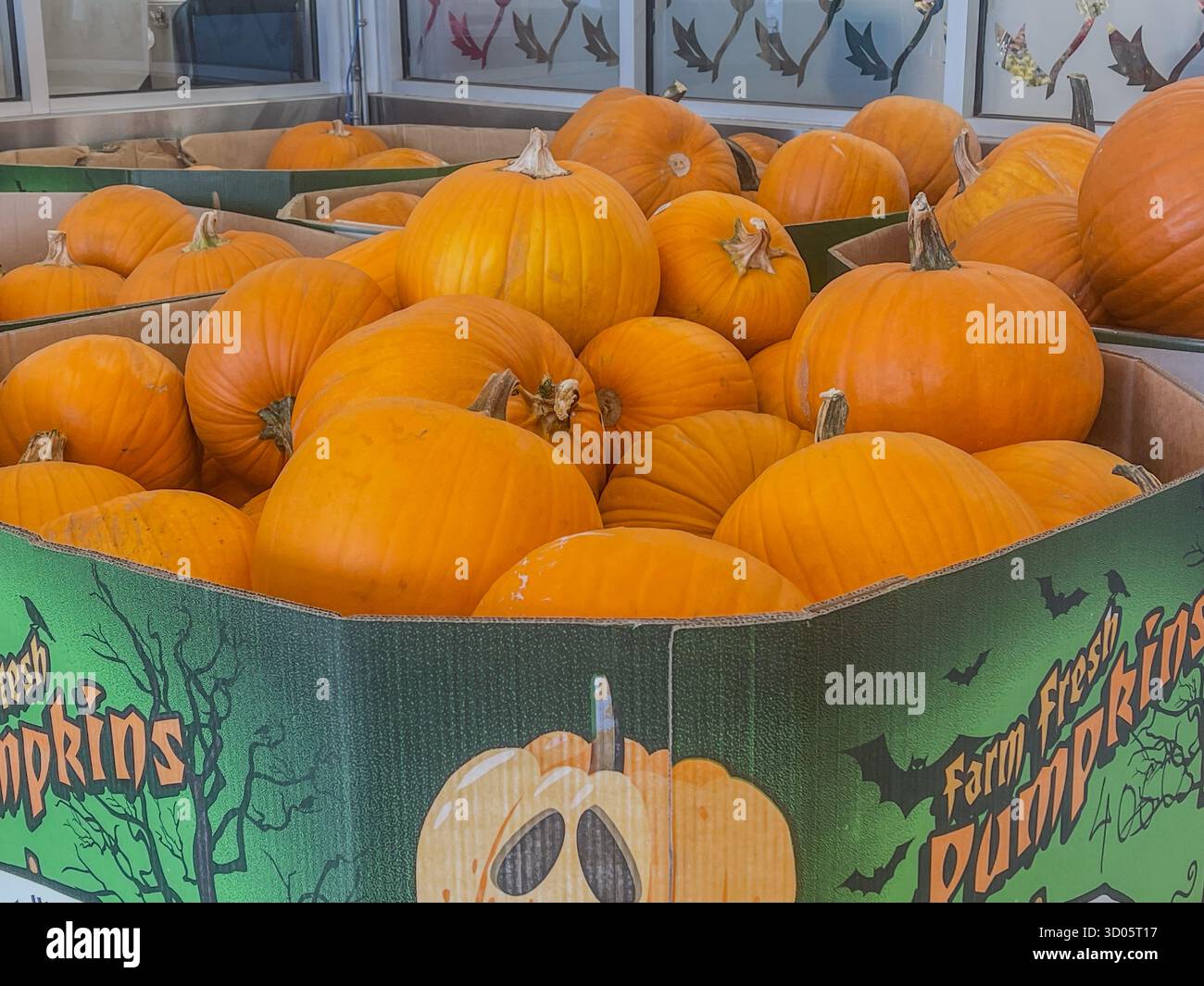 Un grand présentoir en carton rempli de citrouilles vibrantes pour les marchés d'Halloween et d'automne. Les citrouilles orange vif créent un magasin festif et automnal - Image de stock capturée avec un smartphone