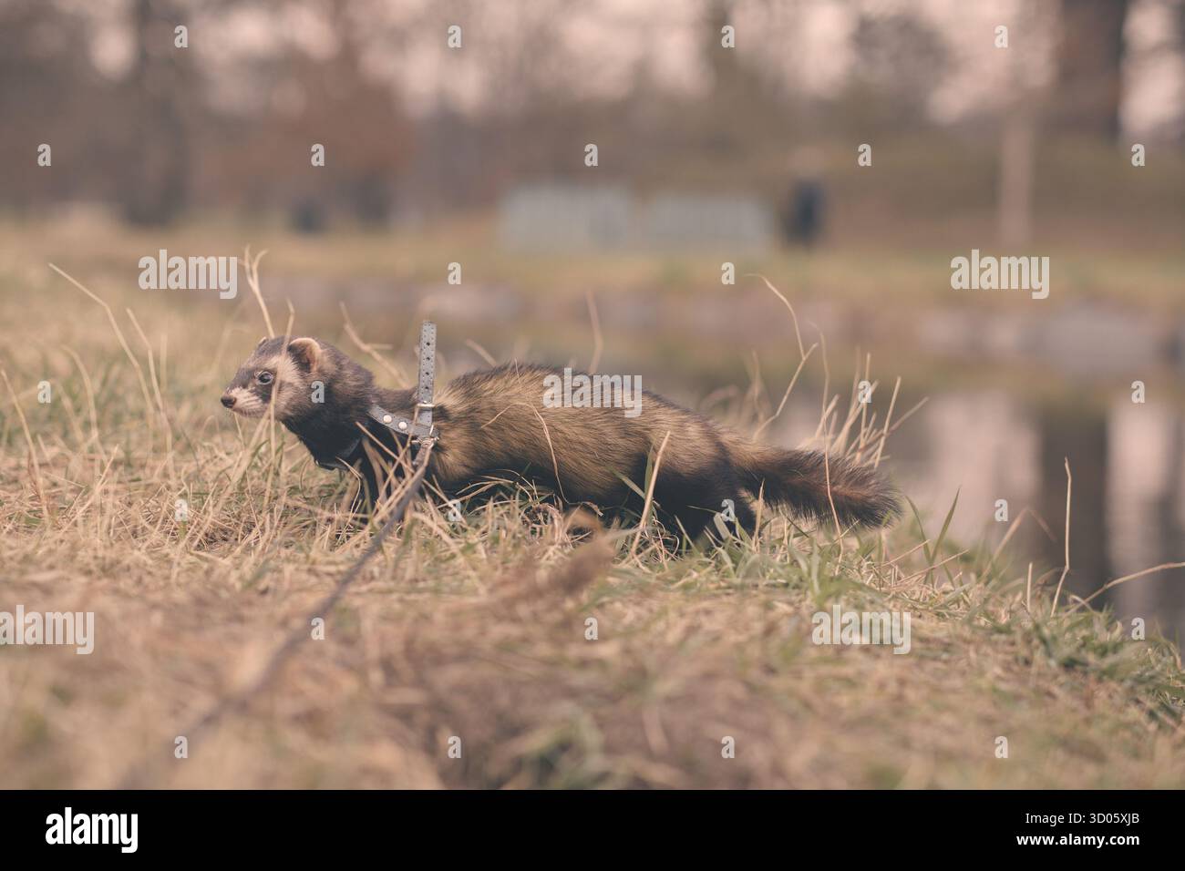 Belle sortie jeune furet en hiver parc de jour sur harnais Banque D'Images
