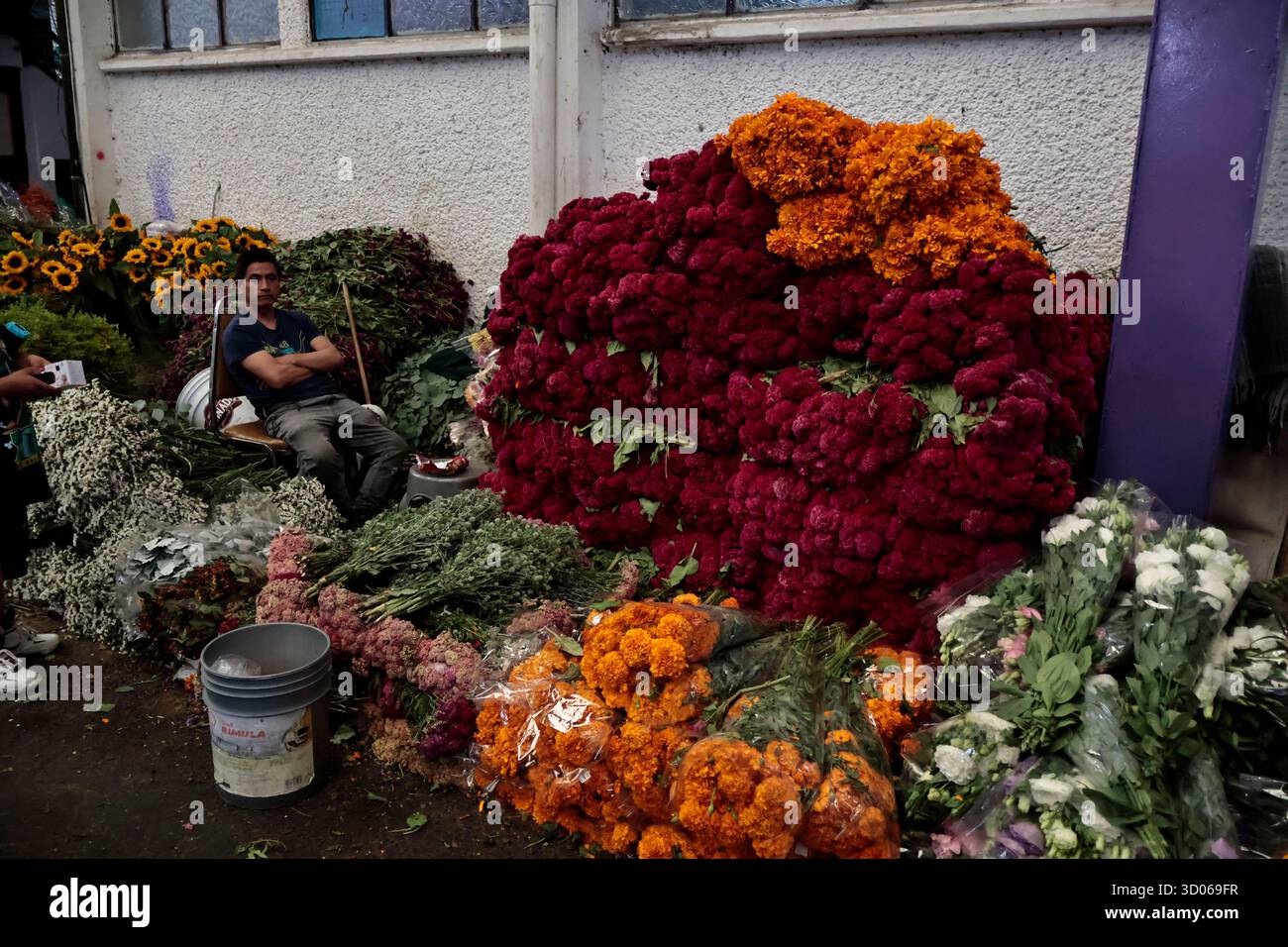 Mexique, CDMX, Mexique. 21 octobre 2025. La plupart d’entre eux proviennent de Xochimilco et de l’état de Puebla, où ils sont récoltés sans pots. Des centaines ou des milliers de familles commenceront à arriver au marché jamaïcain, le principal marché aux fleurs, mais le plus important de cette saison. Ils viennent dans une variété de tailles et de prix ; les vendeurs offrent leurs fleurs aux clients afin qu'ils puissent les placer sur des autels dans leurs maisons où ils se souviennent de leurs proches, et avec la couleur et l'arôme des fleurs de Cempasuchil, ils peuvent leur rendre visite année après année. (Crédit image : © Josue Perez/ZUMA Press Wire) EDITORI Banque D'Images